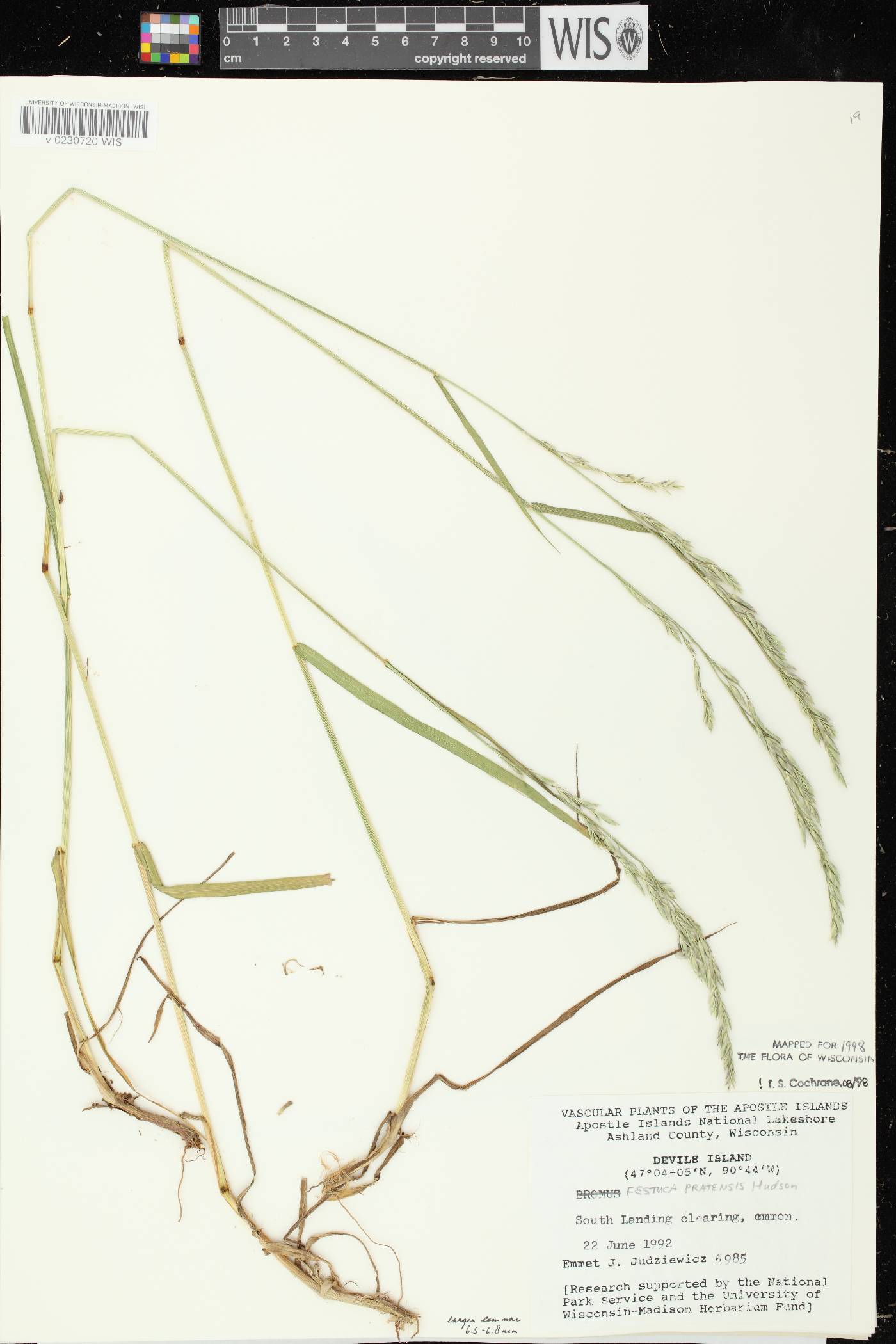 Lolium pratense image