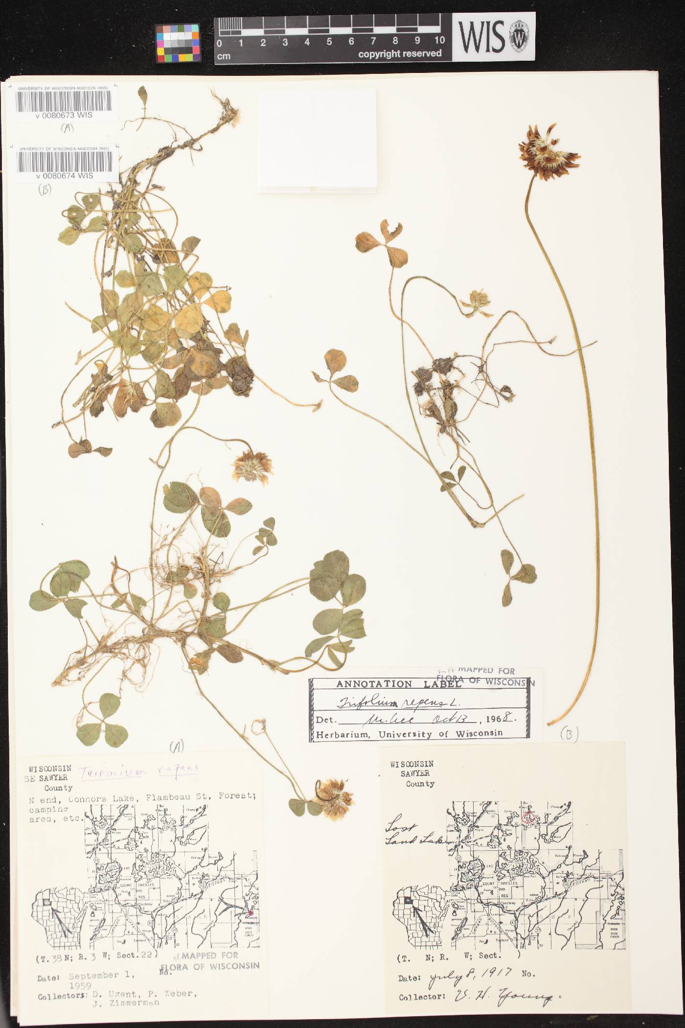 Trifolium repens image