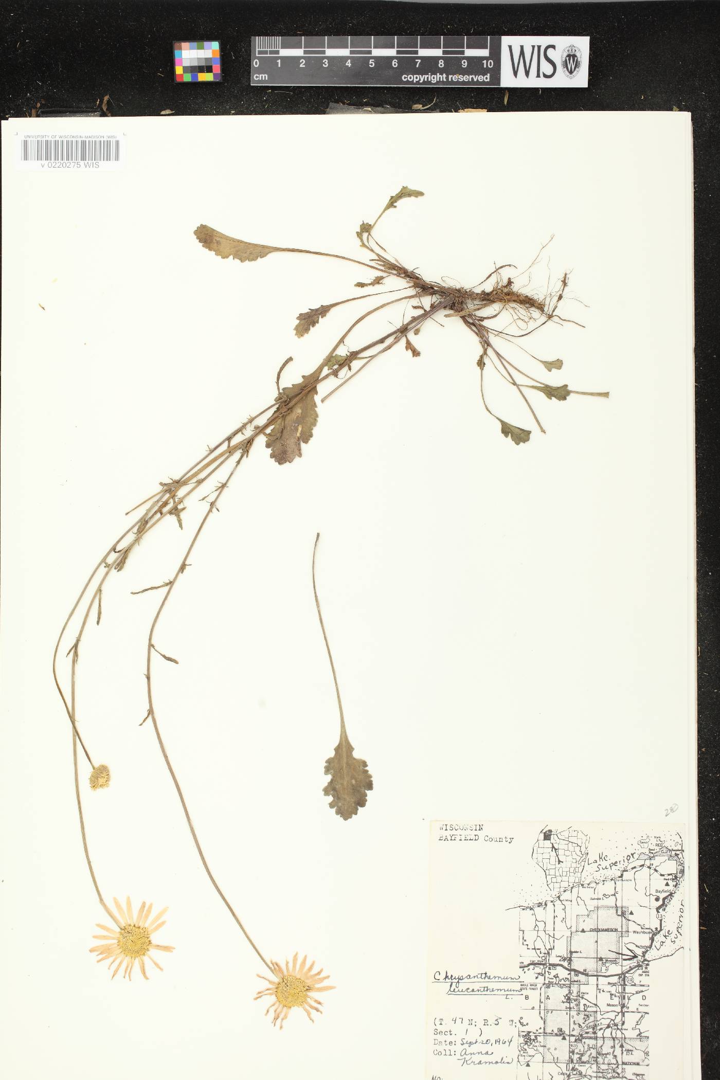 Leucanthemum vulgare image