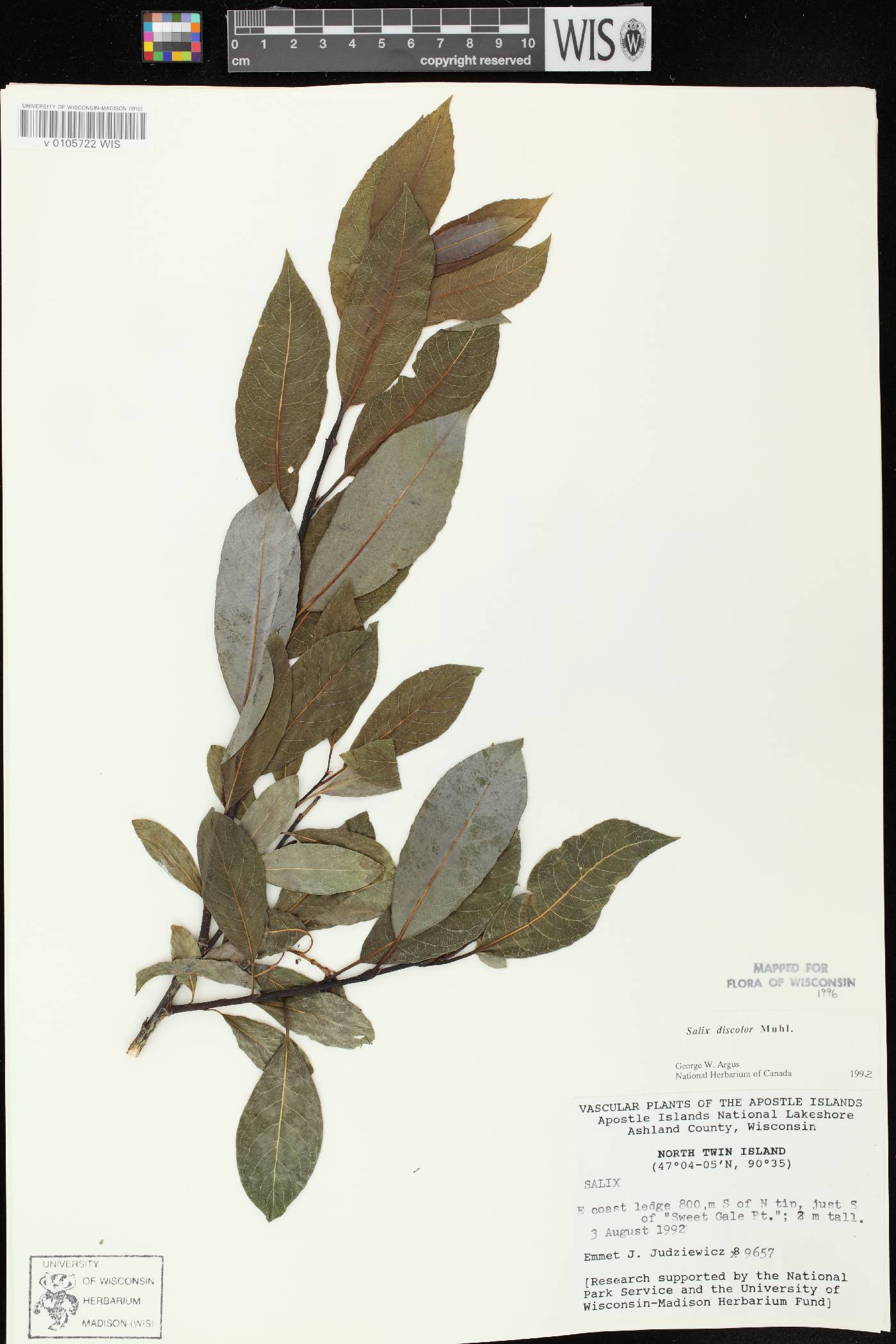 Salix discolor image