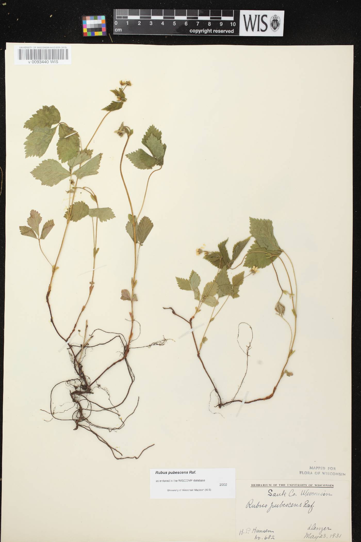 Rubus pubescens image