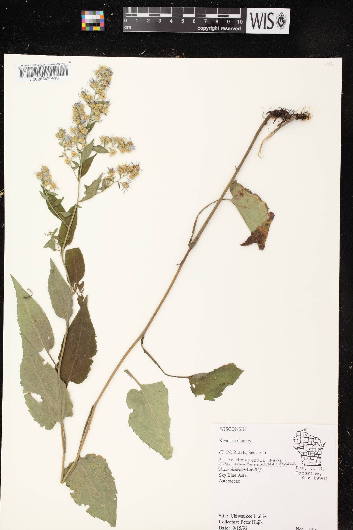 Symphyotrichum drummondii var. drummondii image