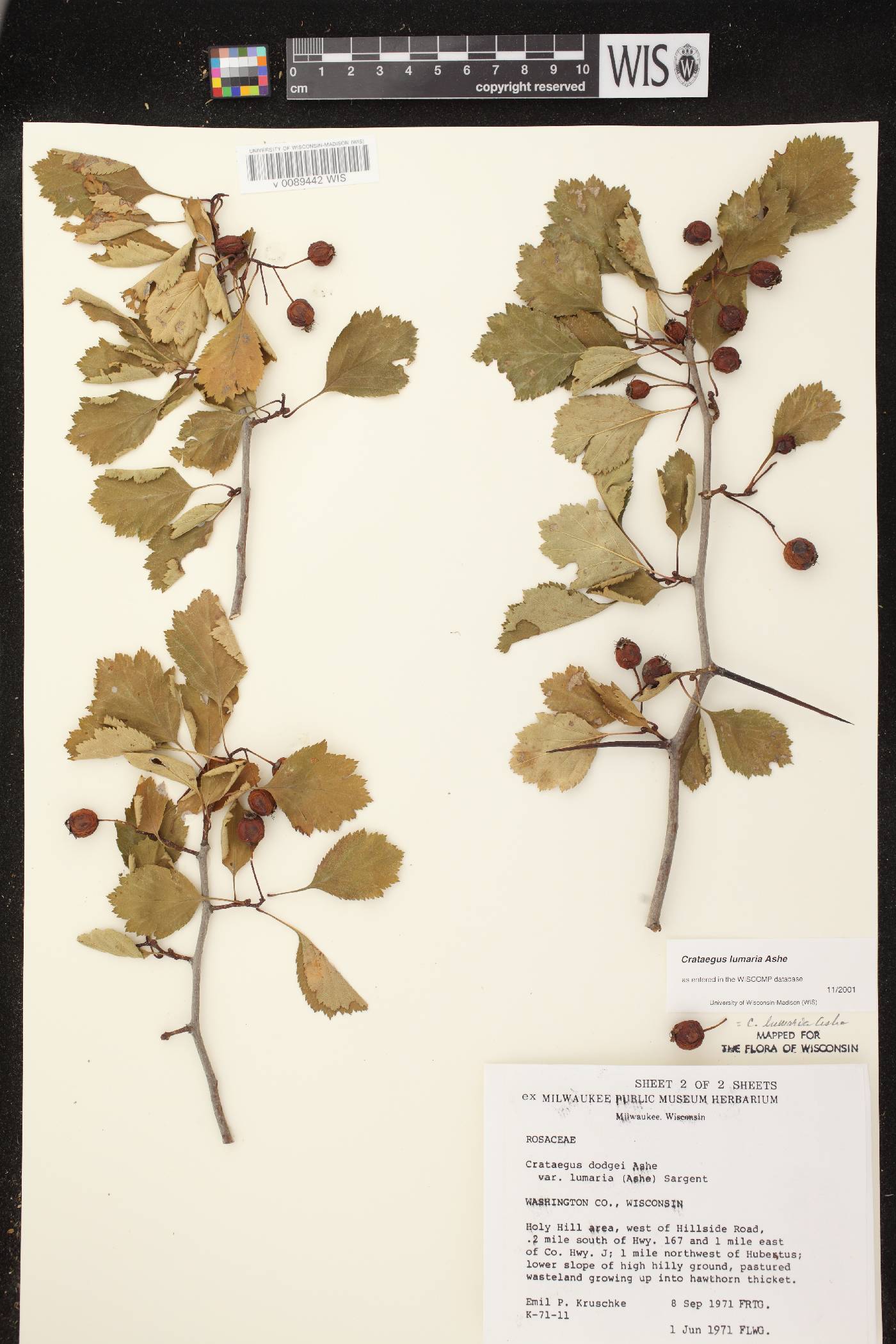 Crataegus lumaria image