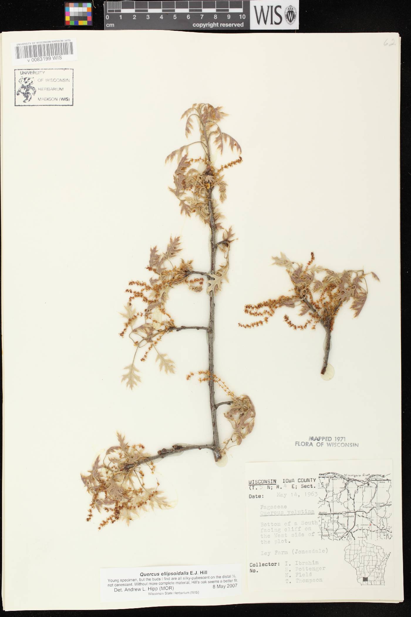 Quercus ellipsoidalis image