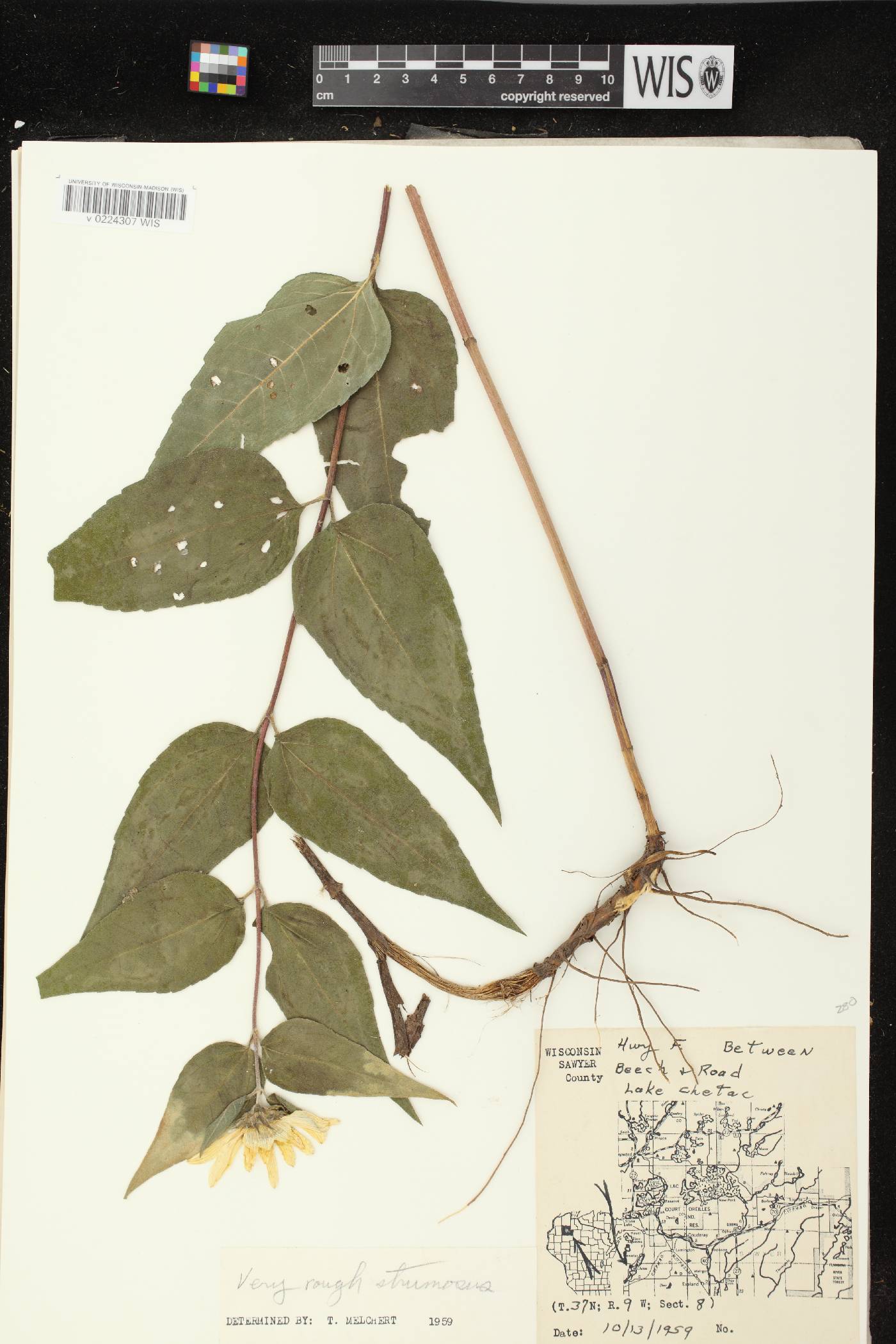 Helianthus strumosus image