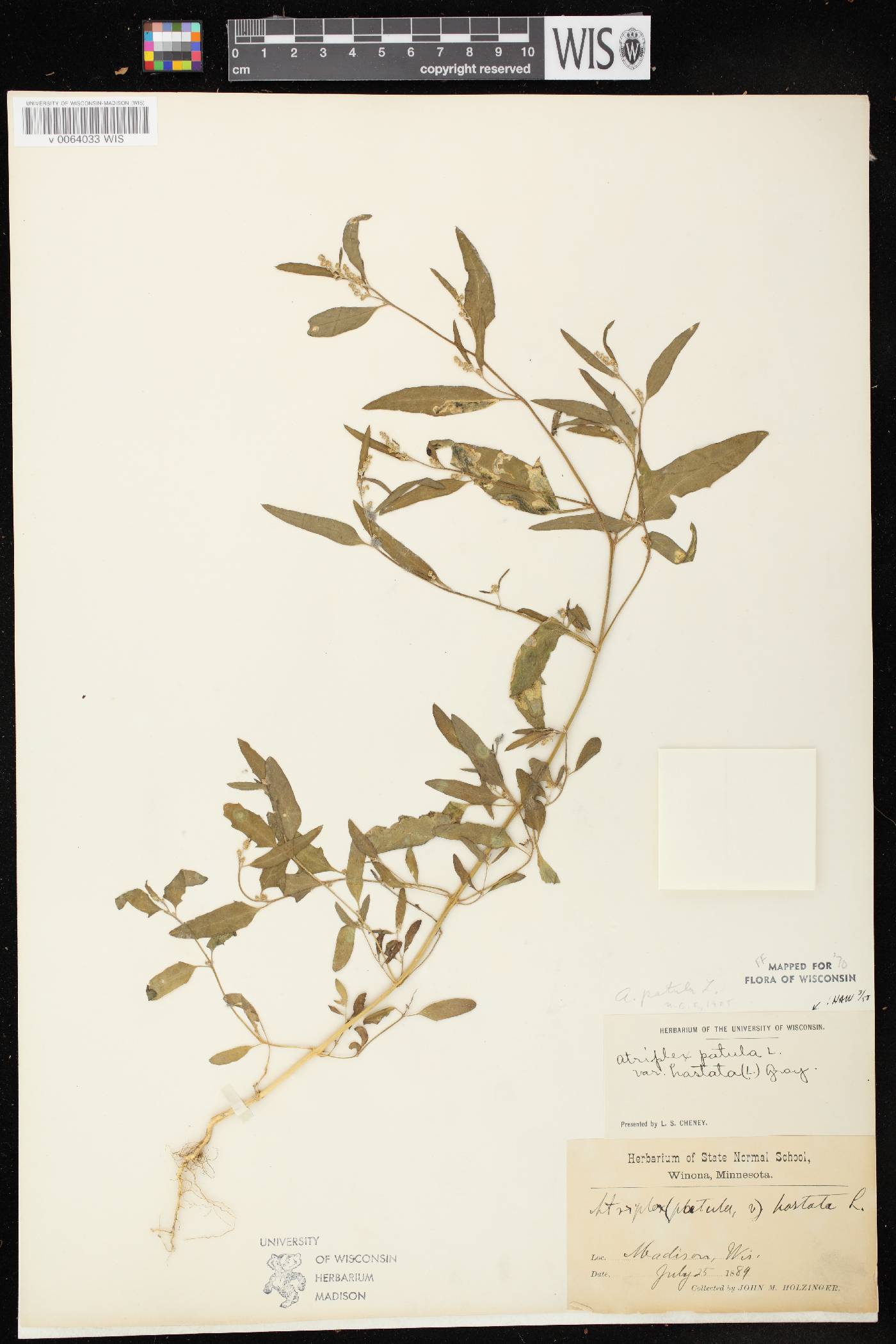 Atriplex prostrata image