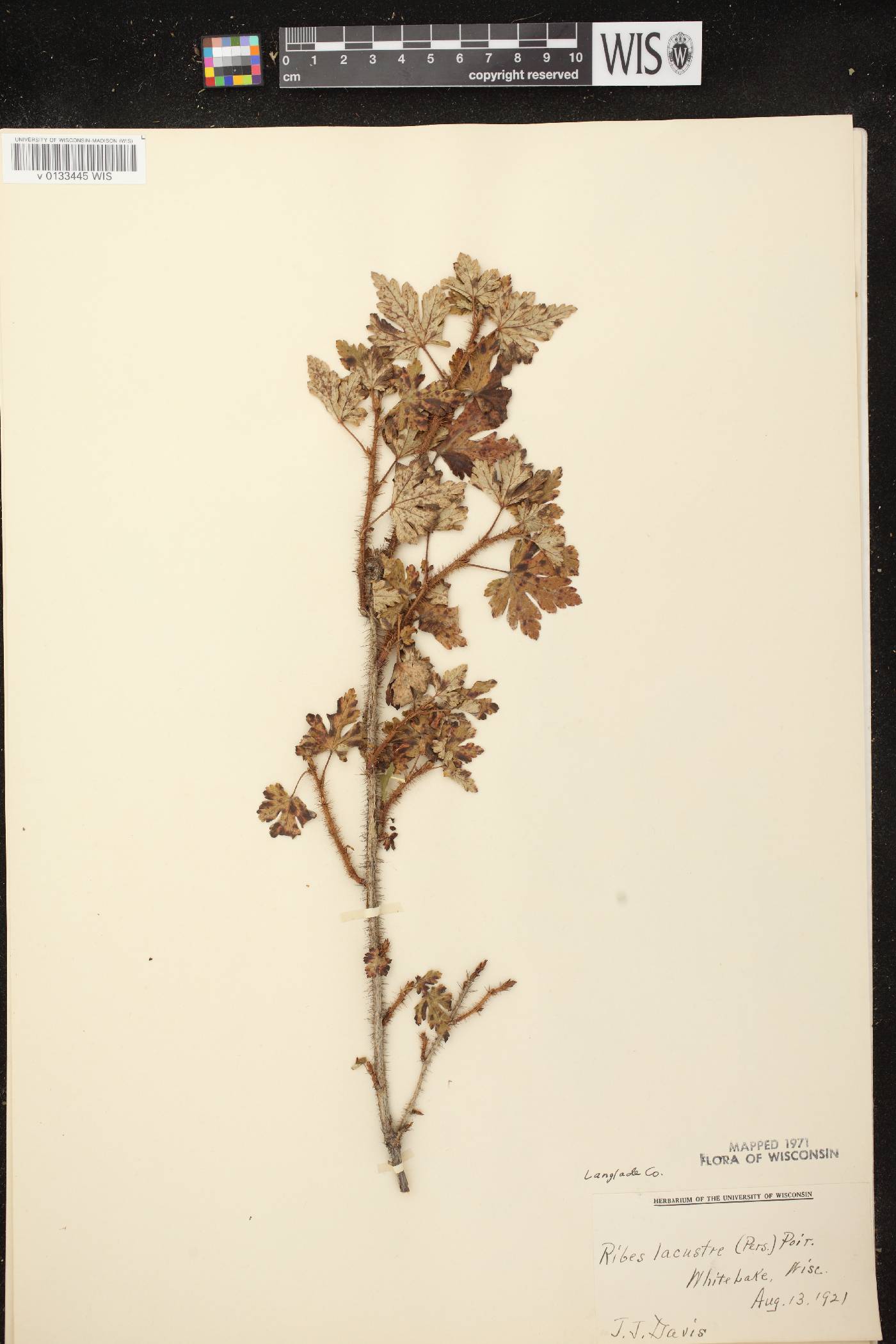 Ribes lacustre image