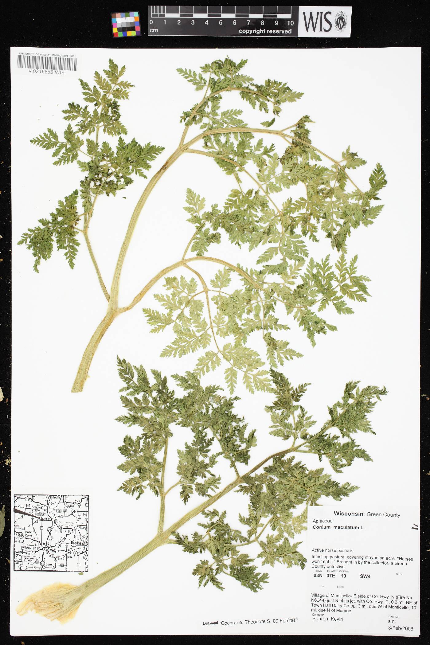Conium maculatum image