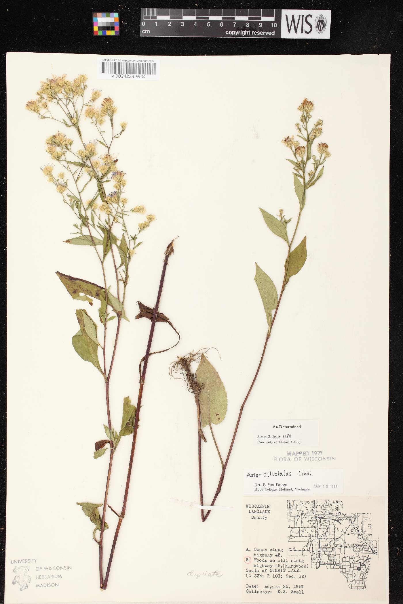 Symphyotrichum ciliolatum image