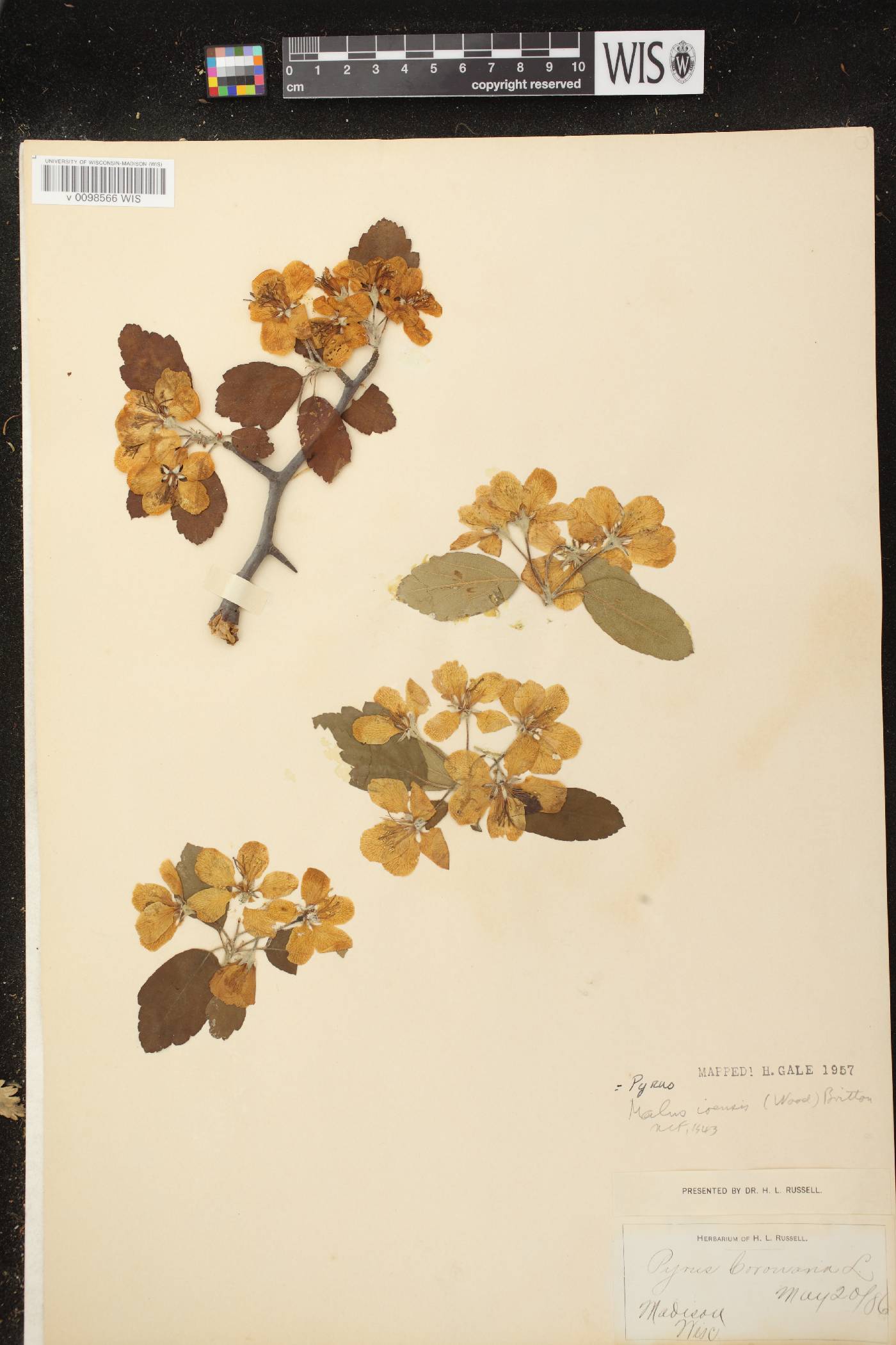 Malus ioensis image