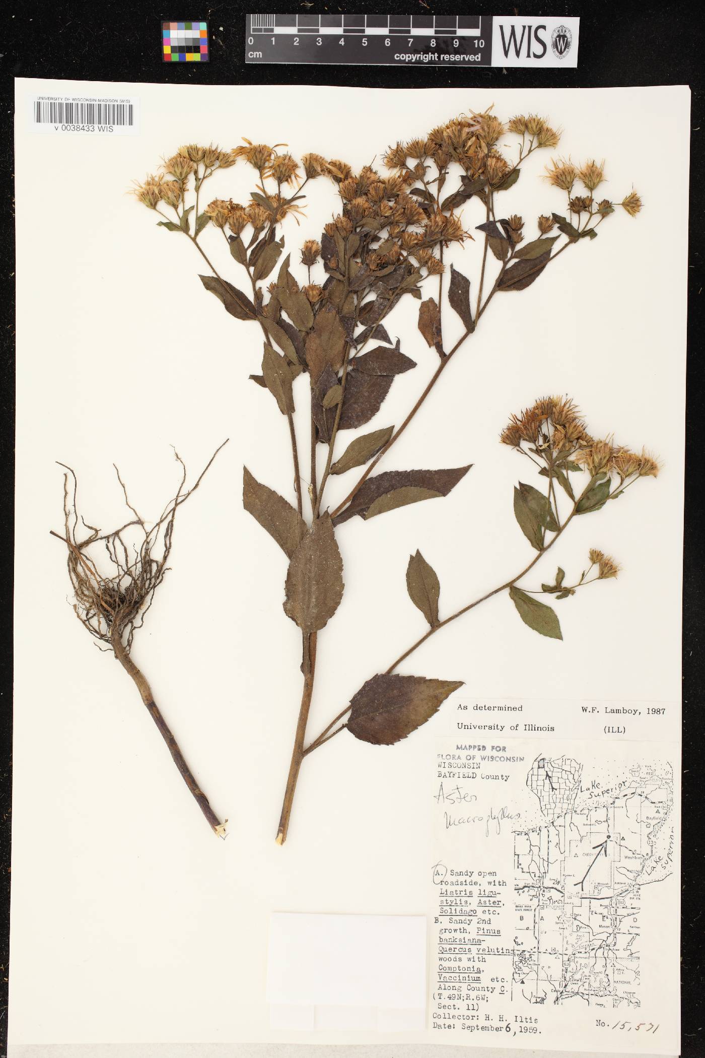 Eurybia macrophylla image