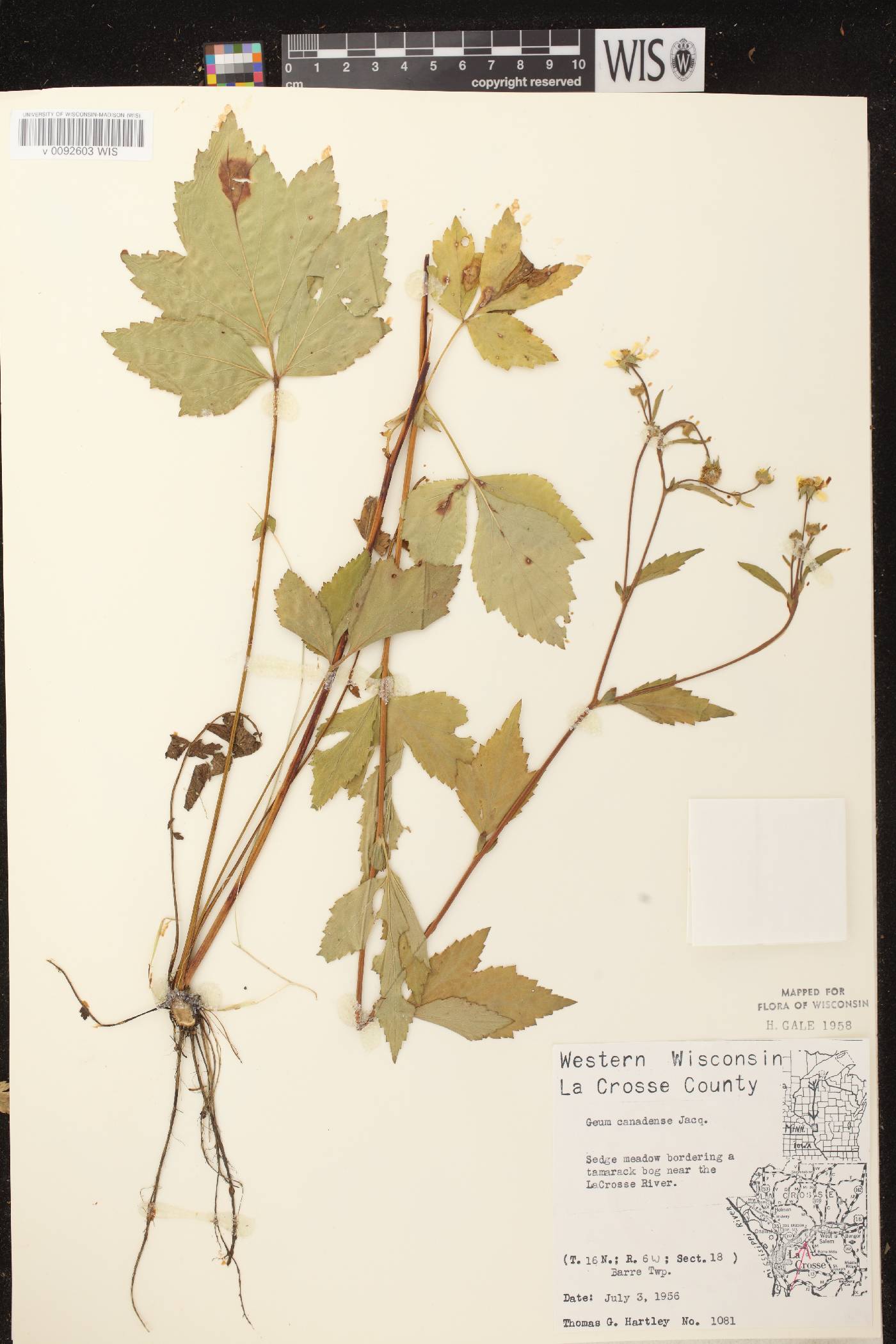 Geum canadense image