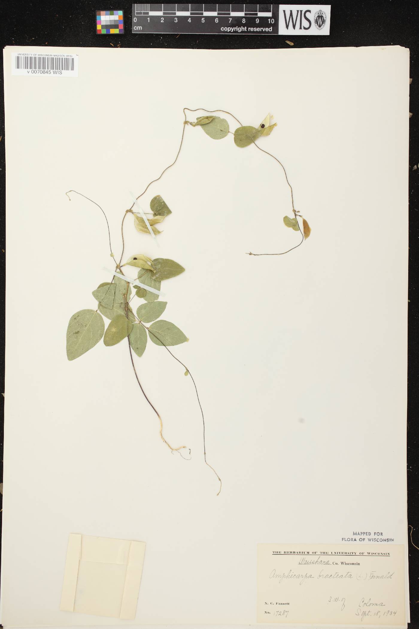 Amphicarpaea bracteata image