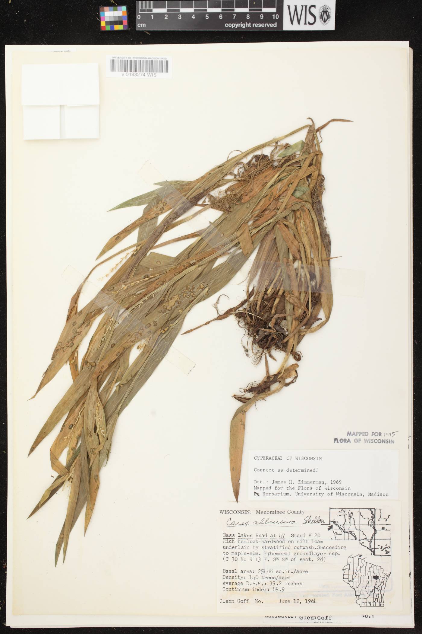 Carex albursina image
