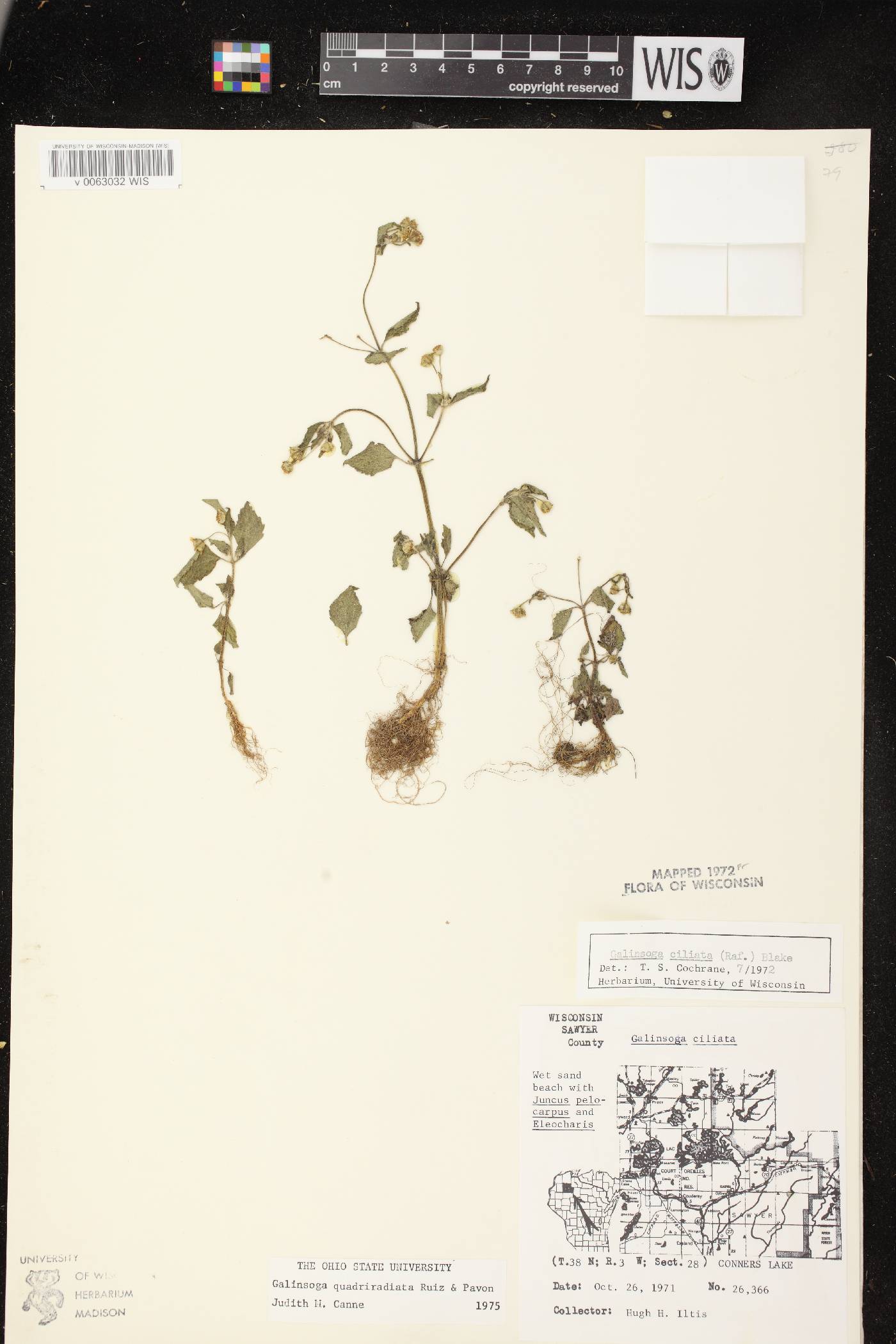 Galinsoga quadriradiata image