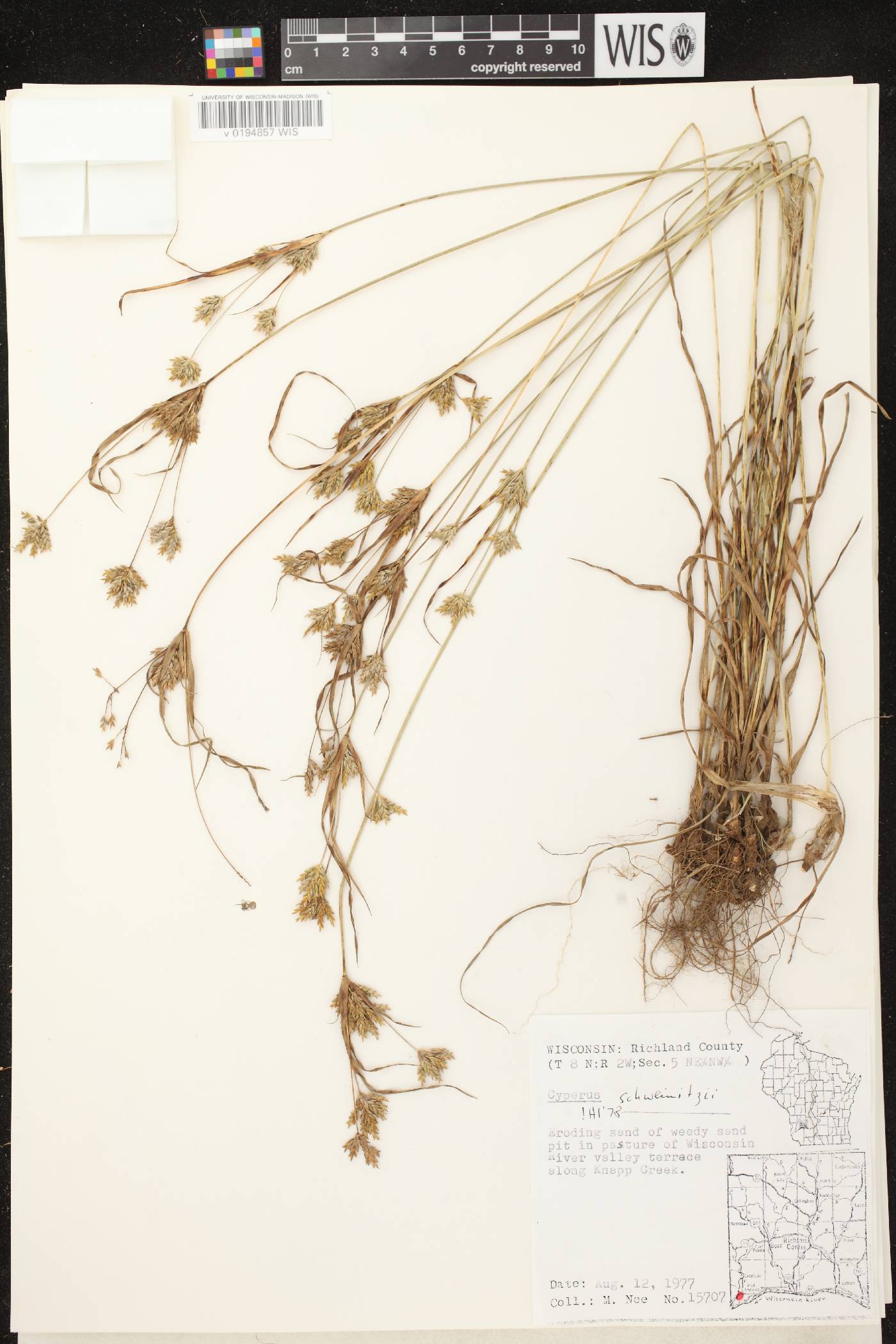 Cyperus schweinitzii image