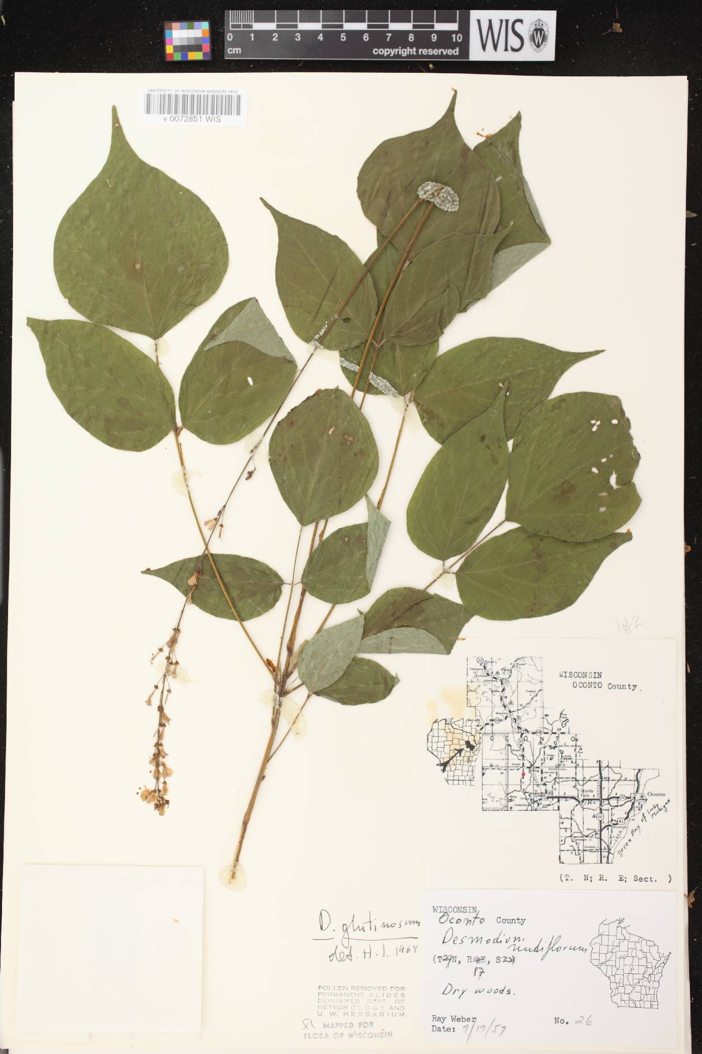 Hylodesmum glutinosum image