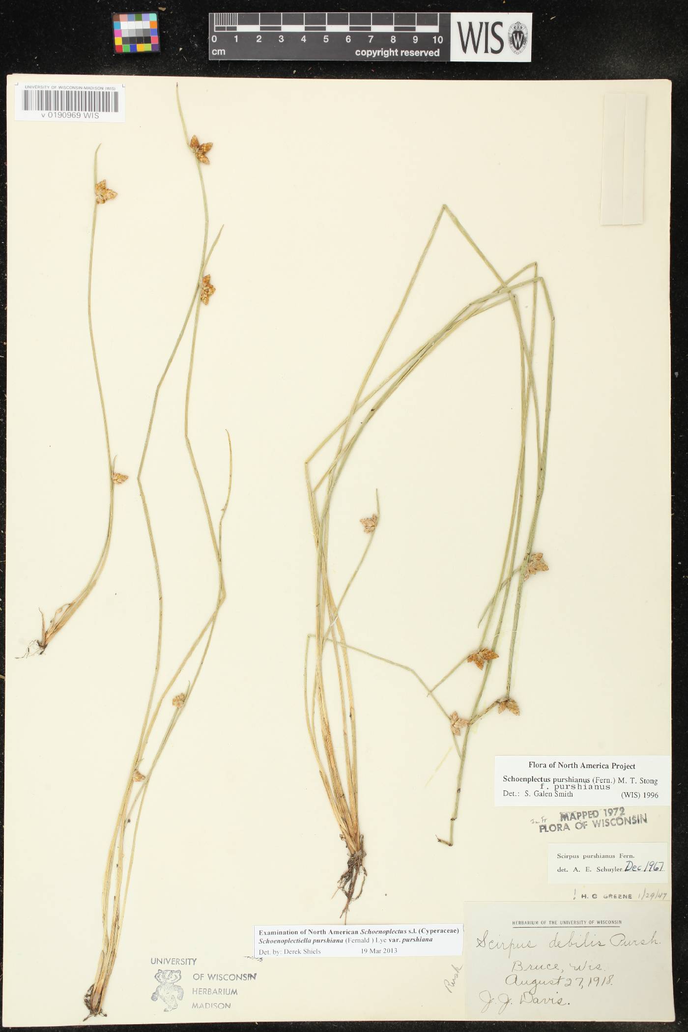 Schoenoplectus purshianus image