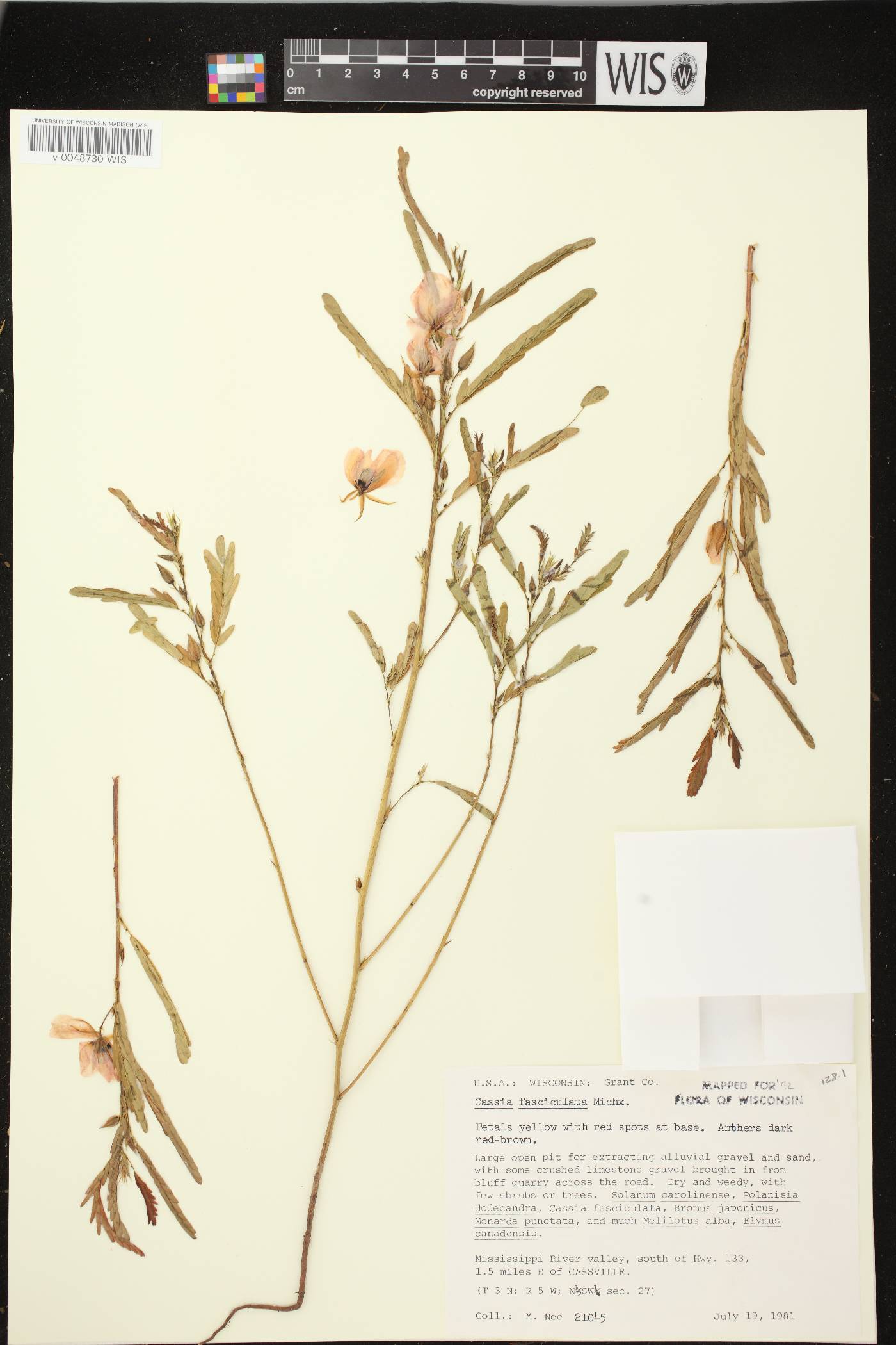 Chamaecrista fasciculata image