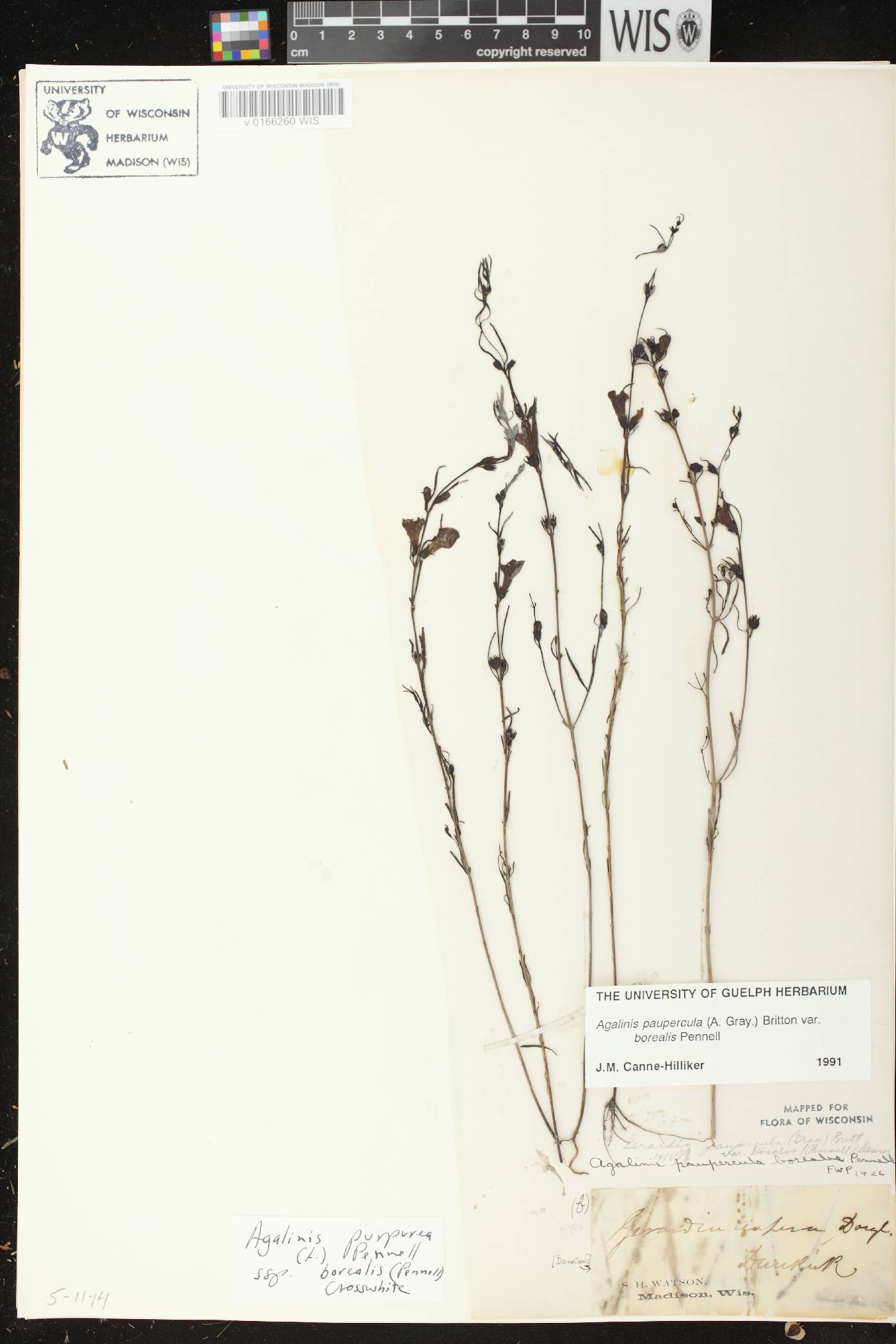 Agalinis paupercula var. borealis image