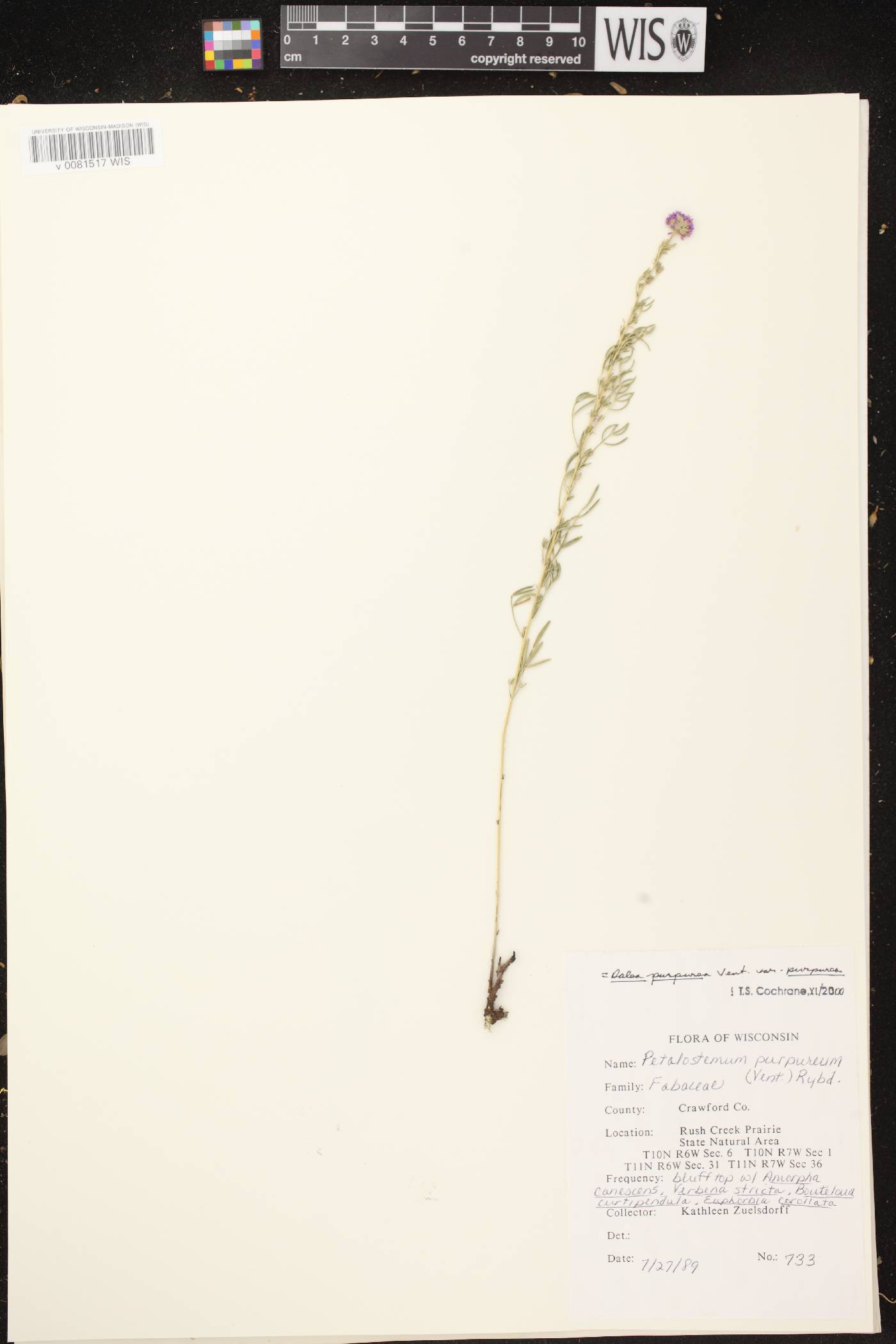 Dalea purpurea image