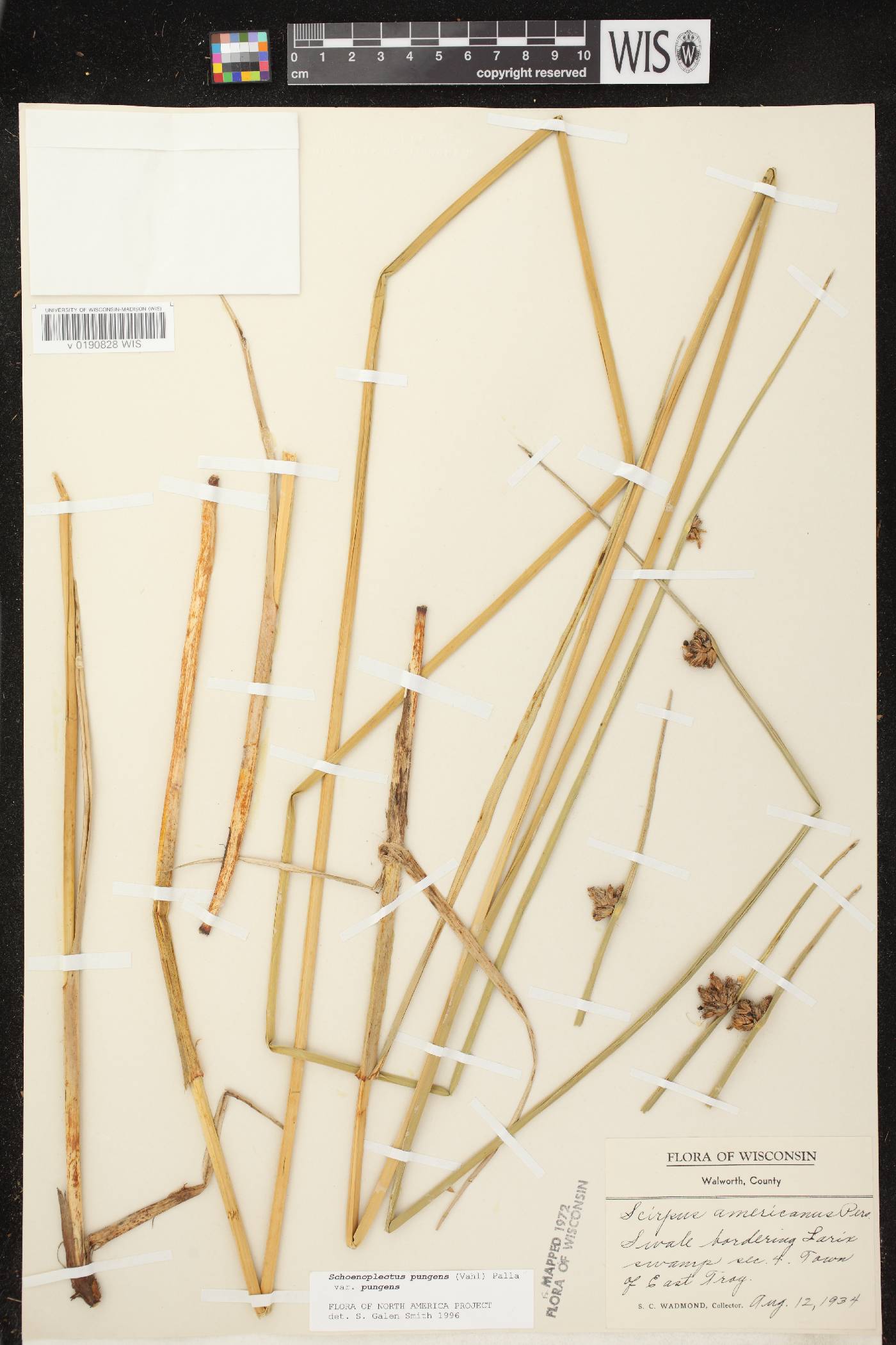 Schoenoplectus pungens image