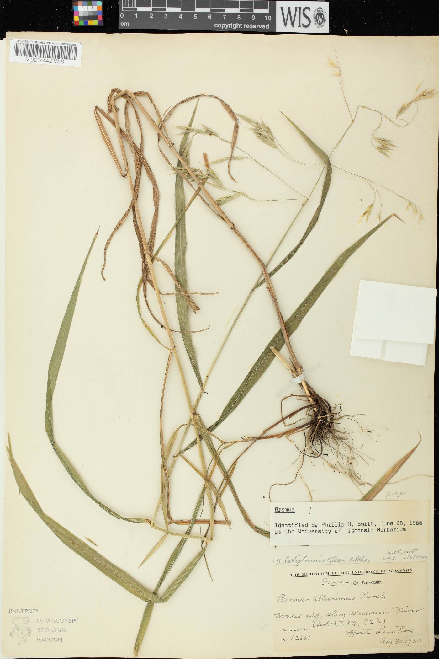 Bromus latiglumis image