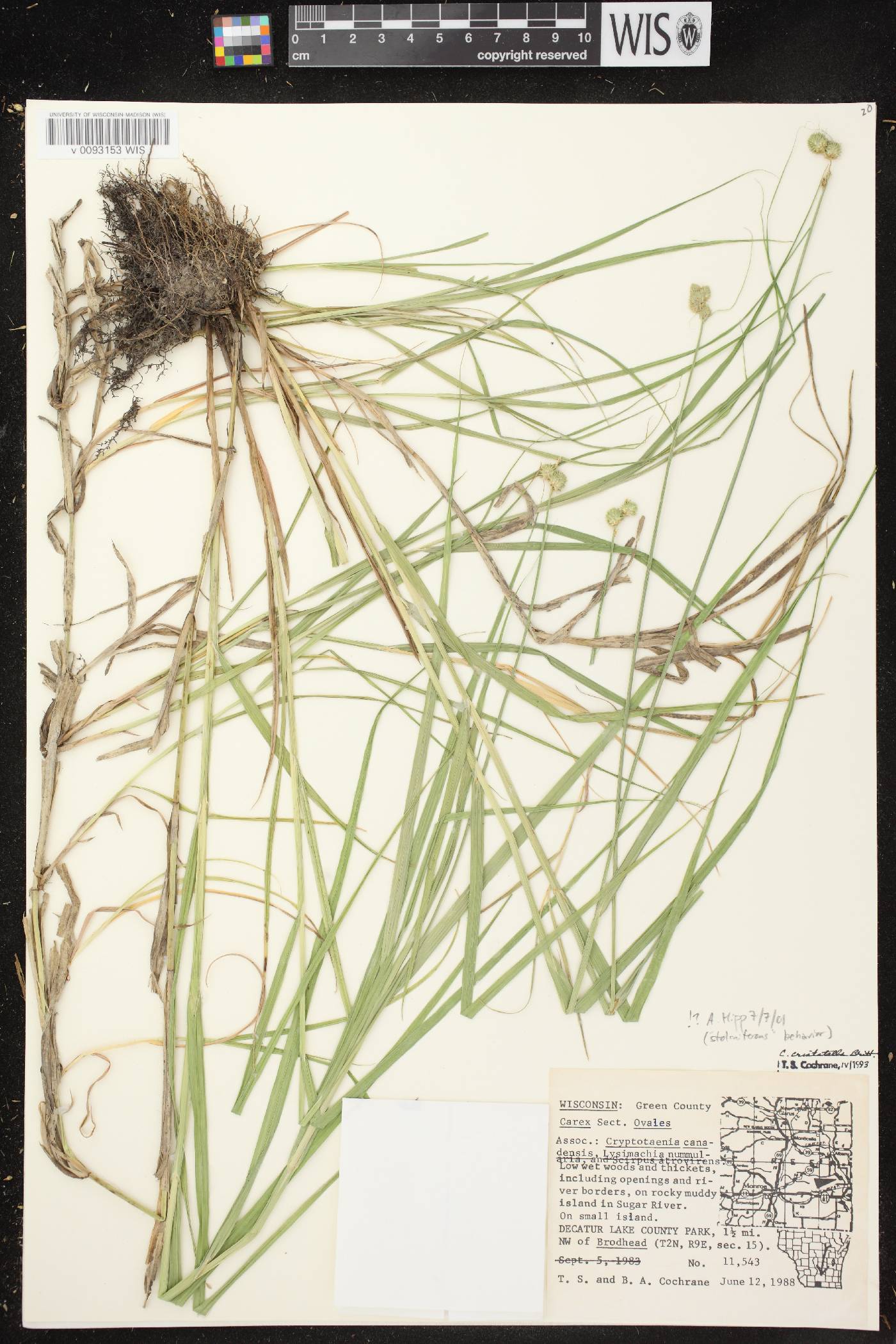 Carex cristatella image