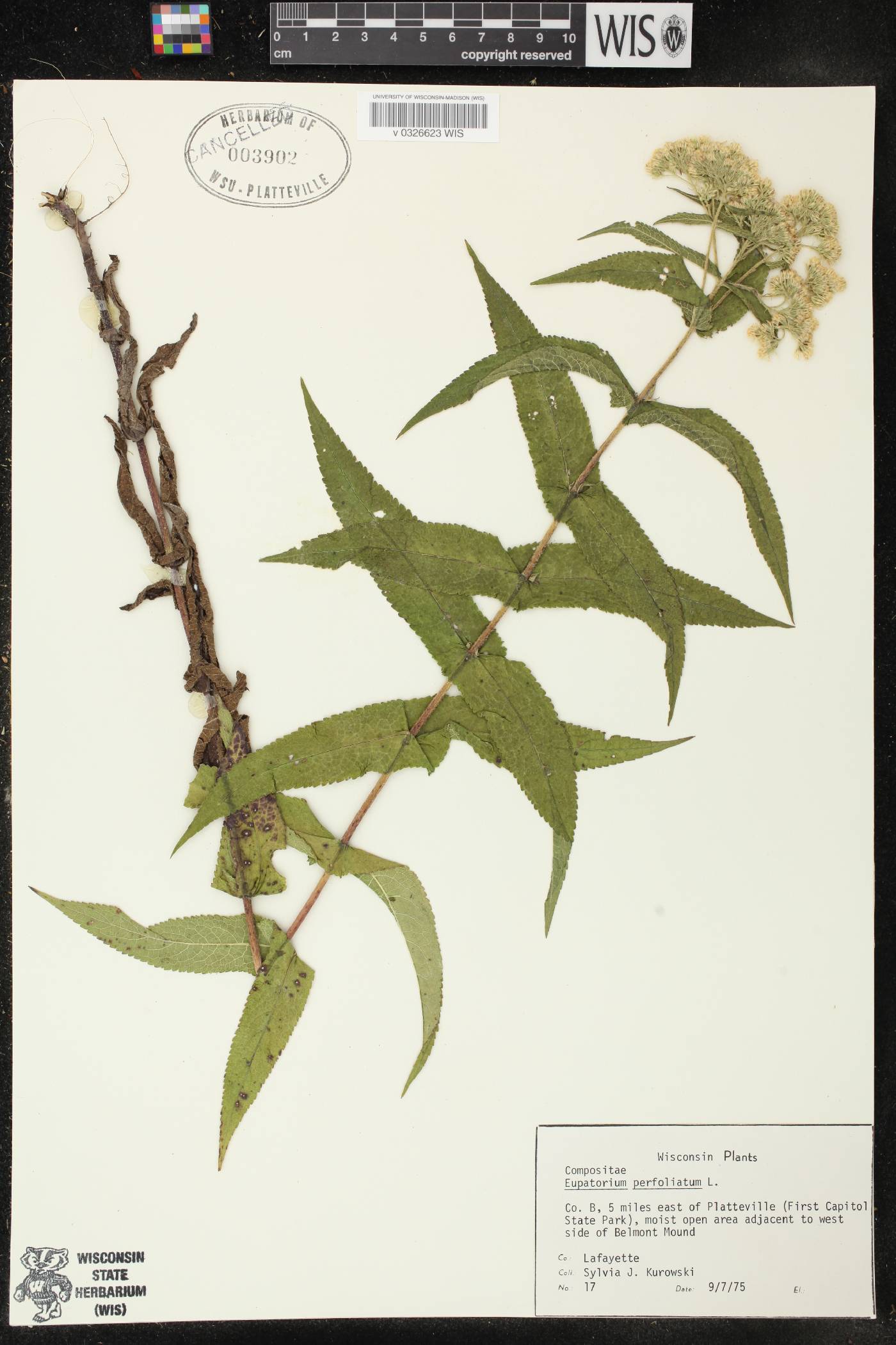 Eupatorium perfoliatum image