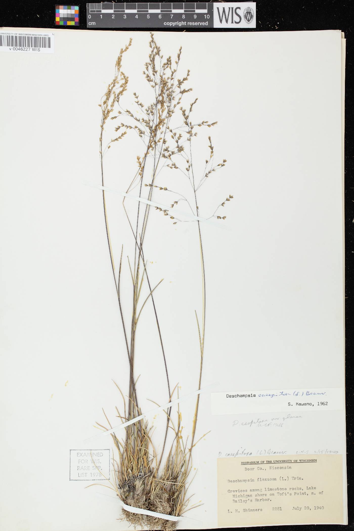 Deschampsia cespitosa image