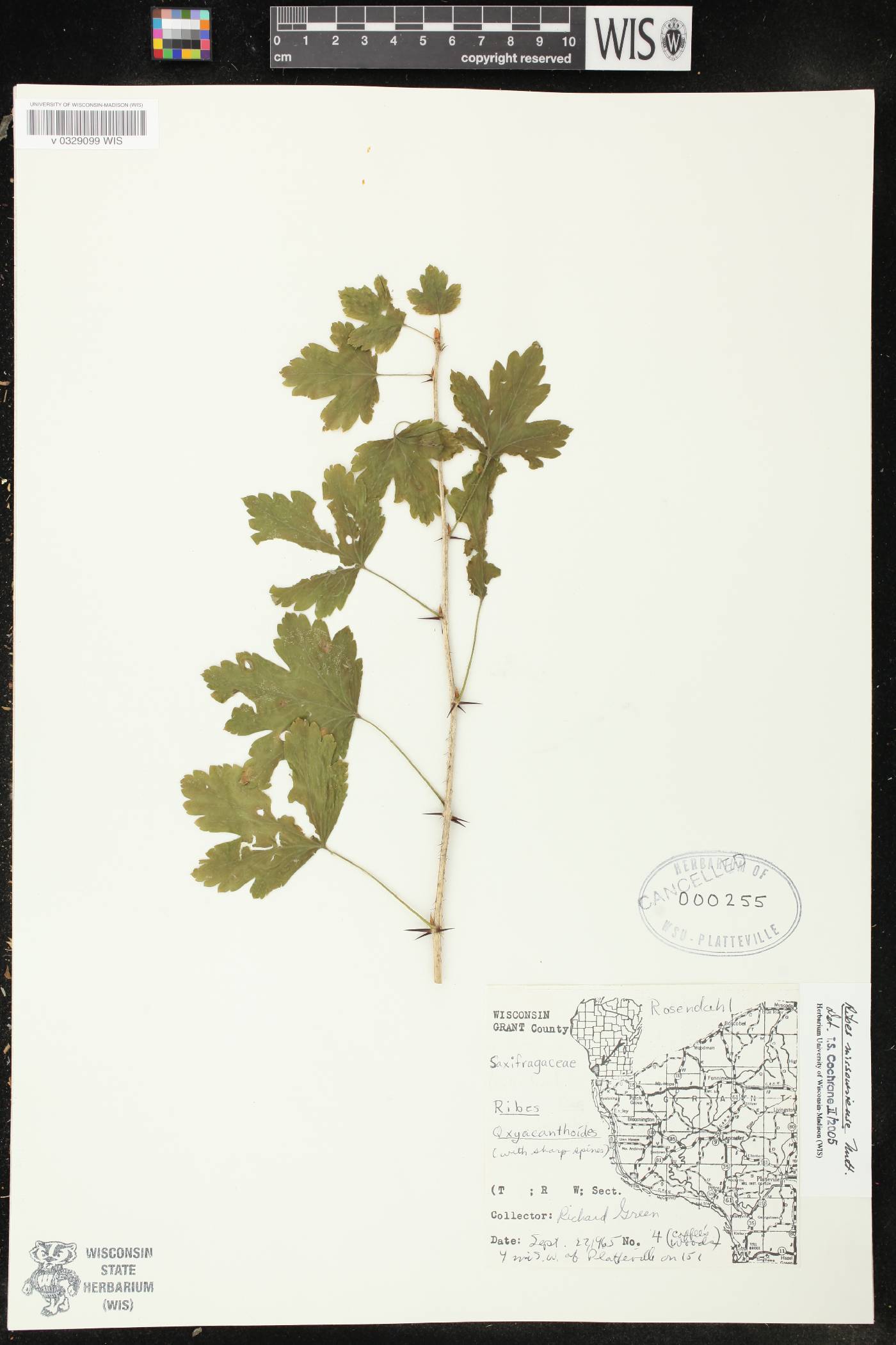Ribes missouriense image
