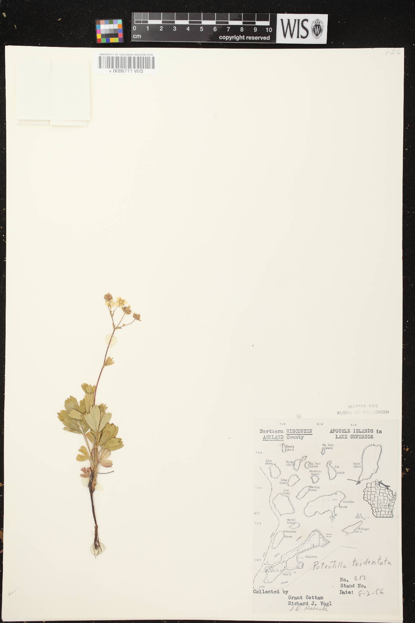 Sibbaldiopsis tridentata image