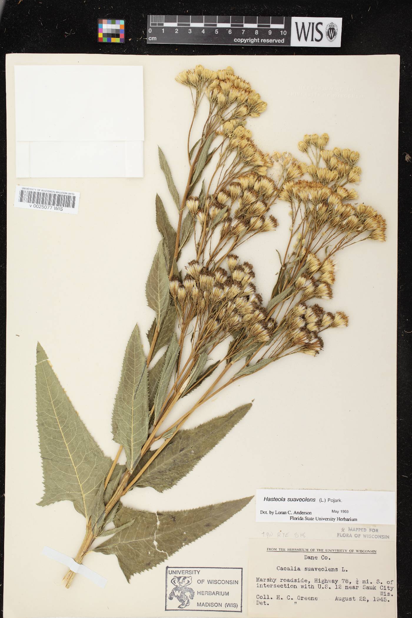 Hasteola suaveolens image