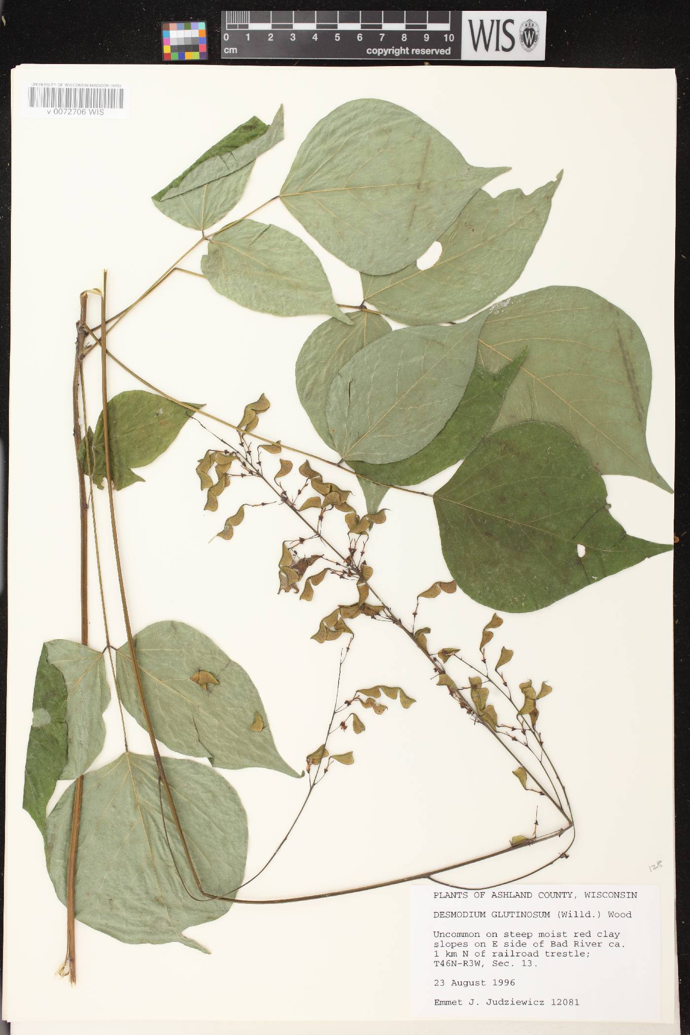 Hylodesmum glutinosum image