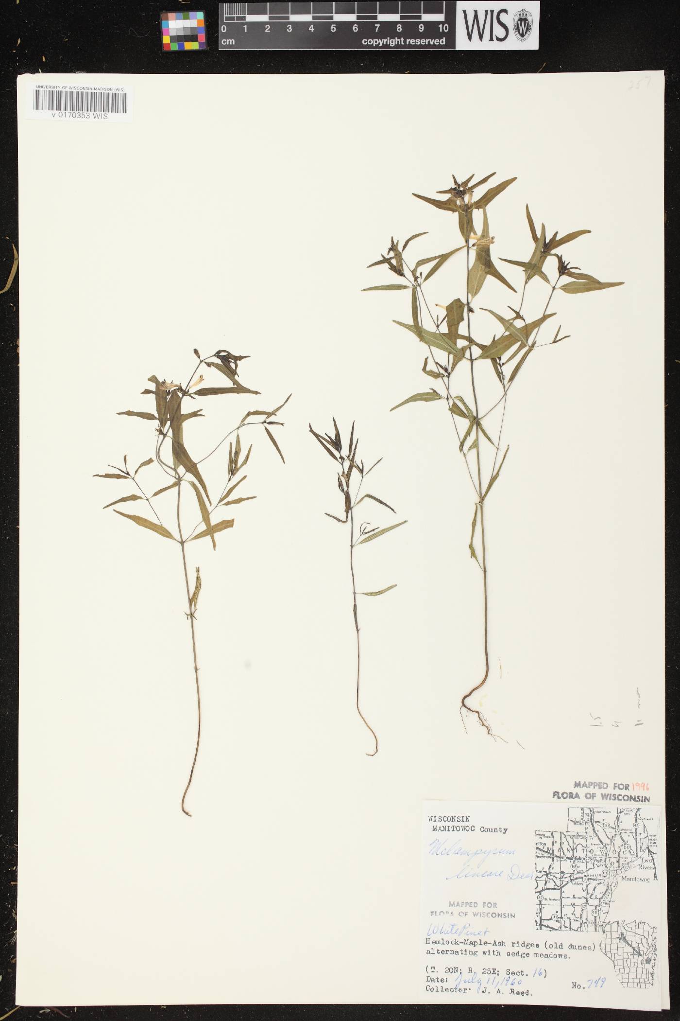 Melampyrum lineare image