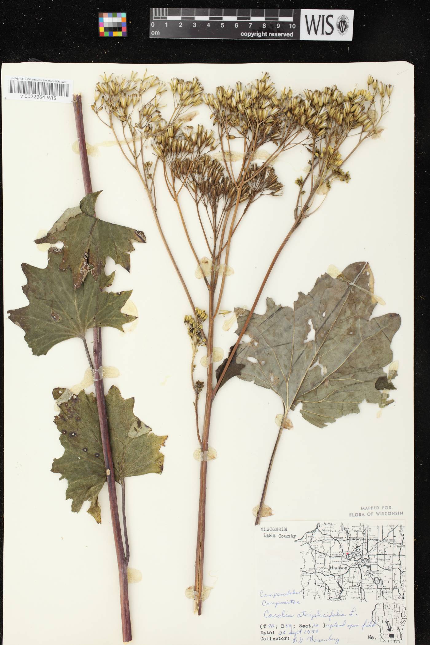 Arnoglossum atriplicifolium image