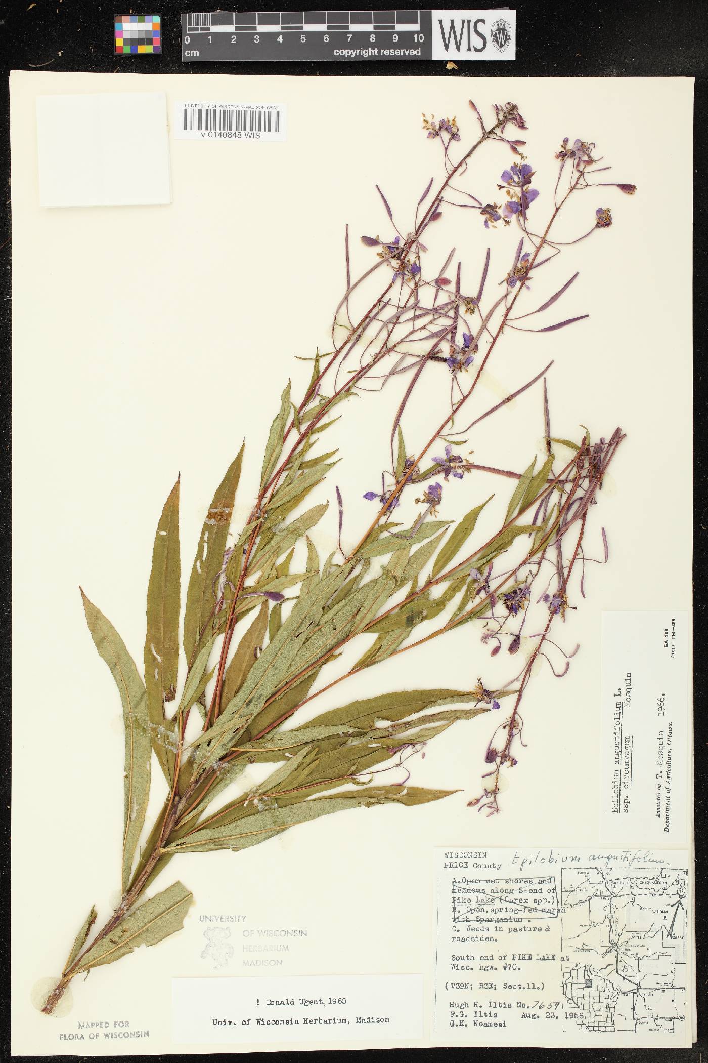 Chamerion angustifolium subsp. circumvagum image