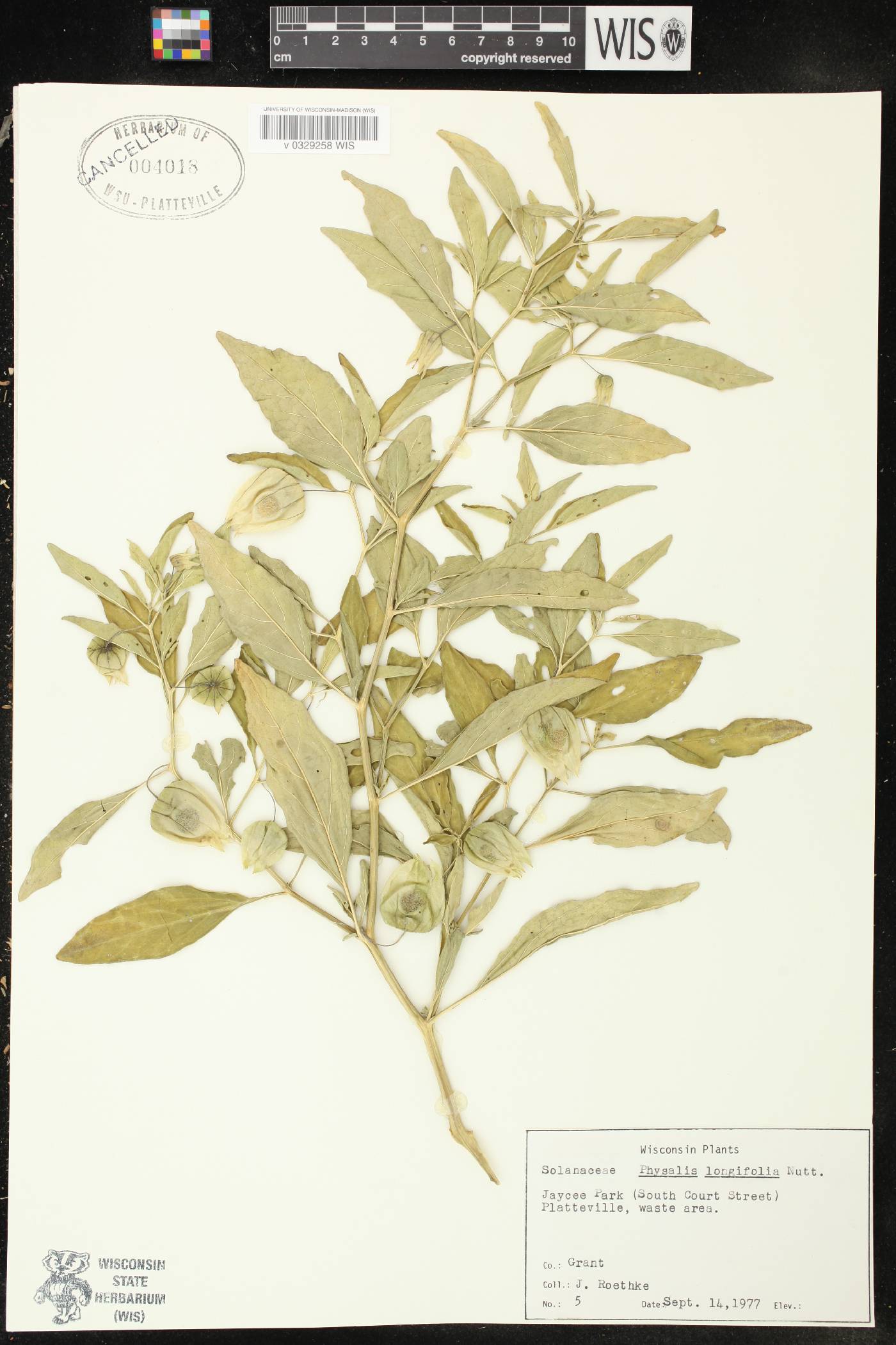 Physalis longifolia image