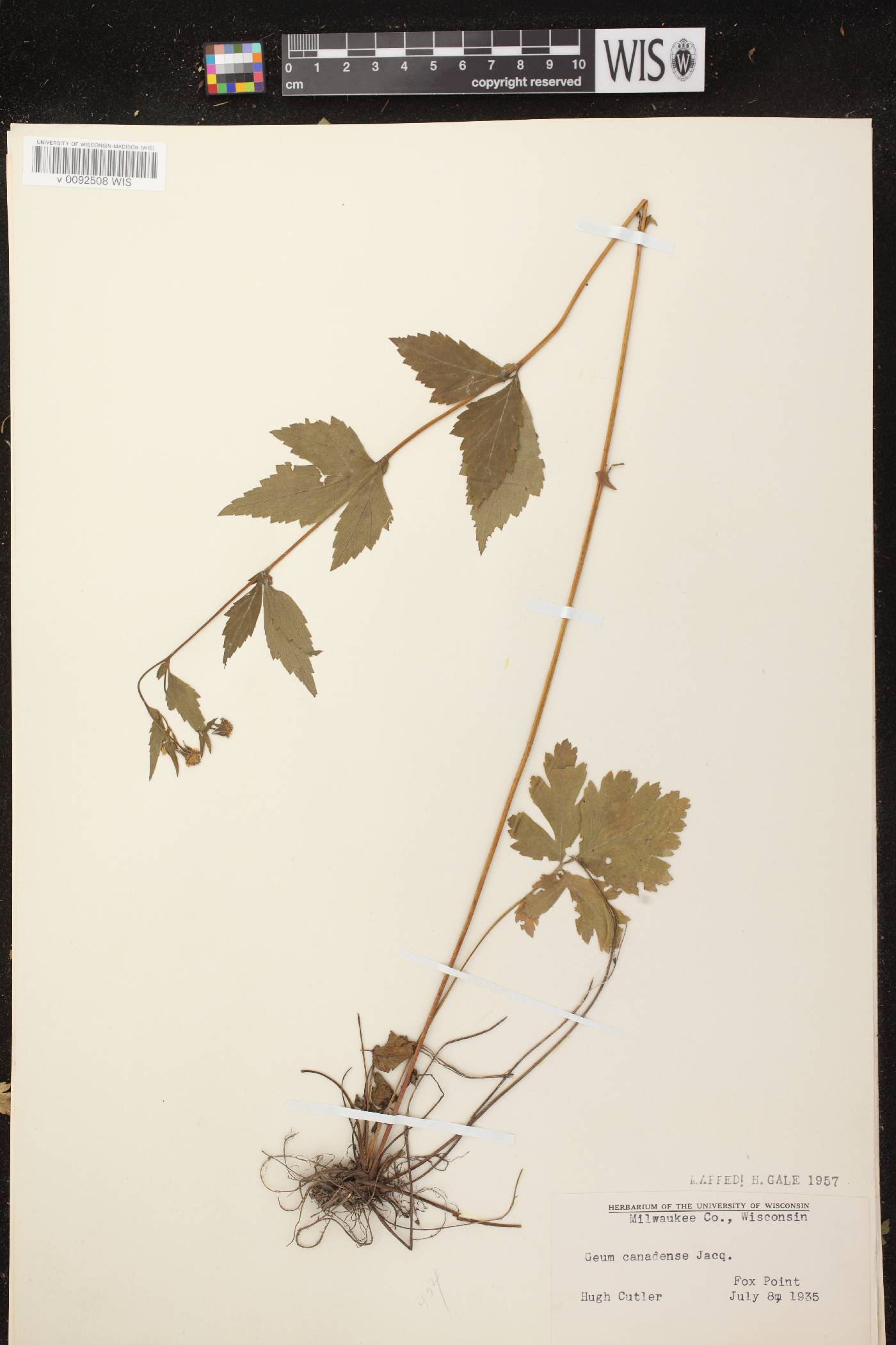 Geum canadense image