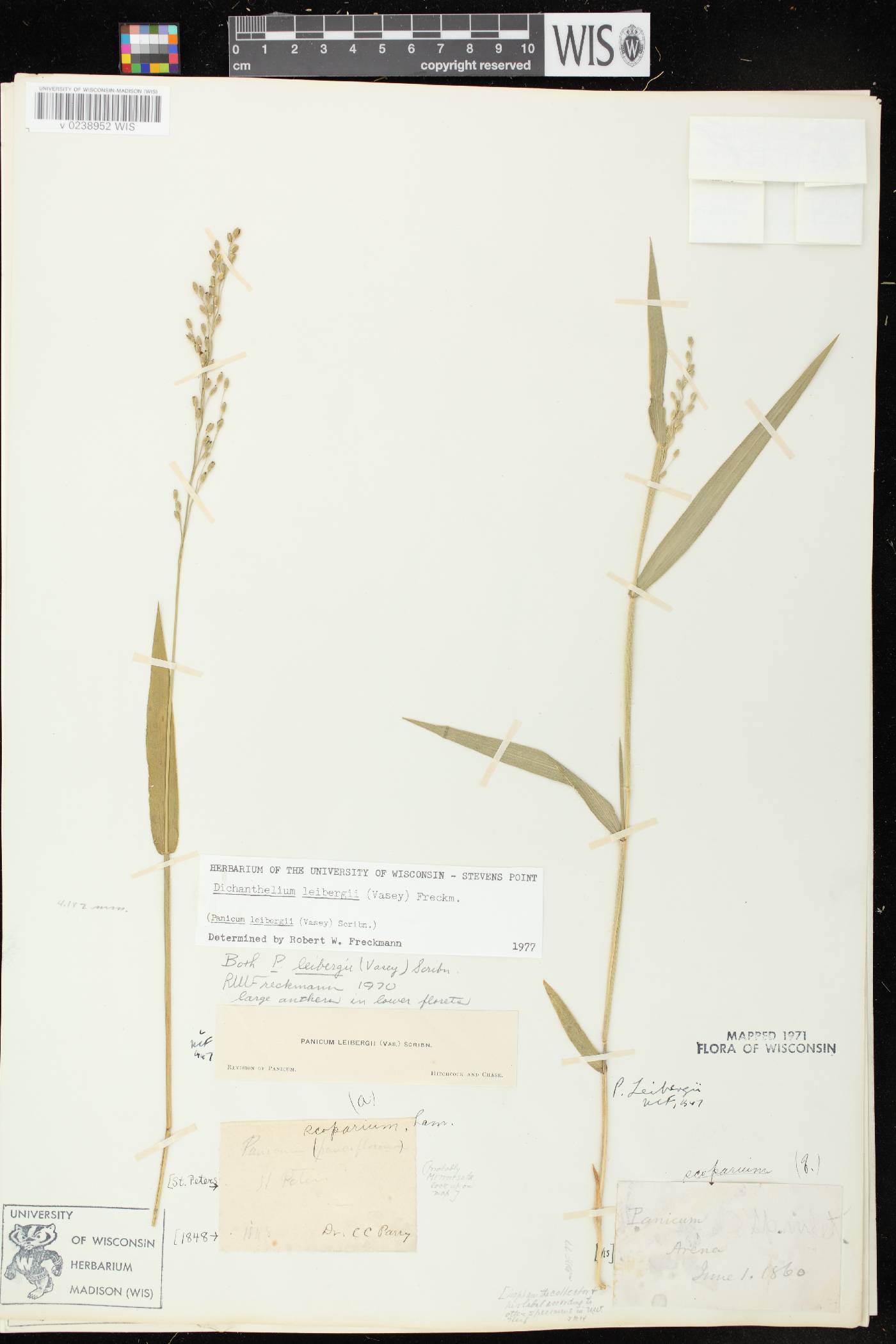 Dichanthelium leibergii image