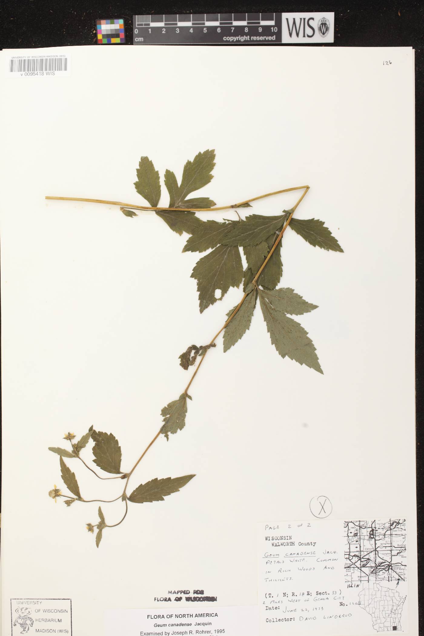 Geum canadense image