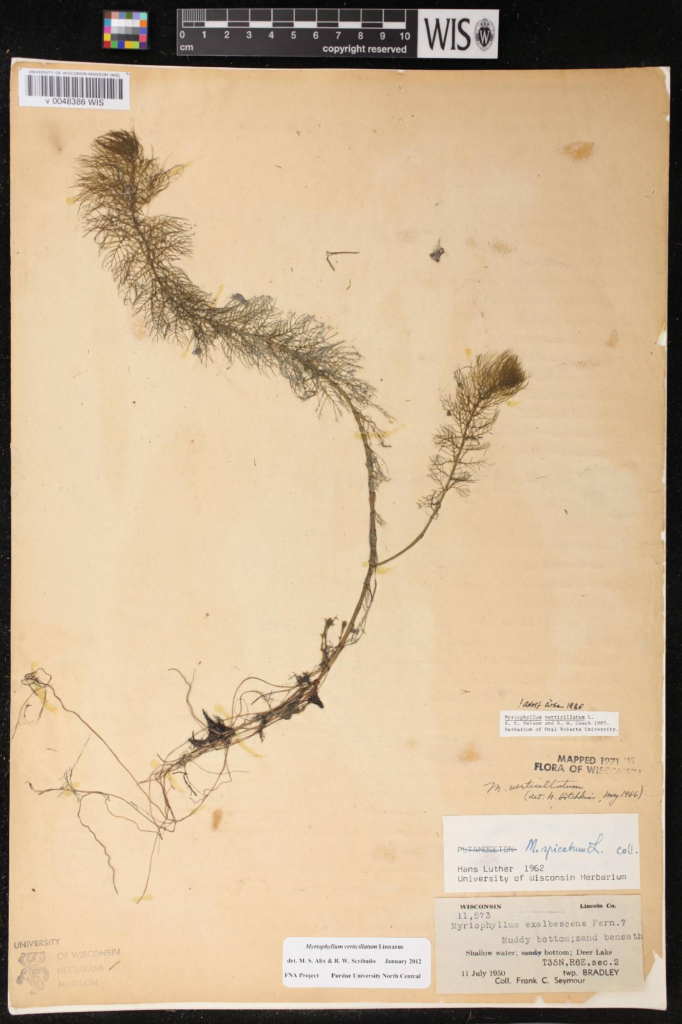 Myriophyllum verticillatum image