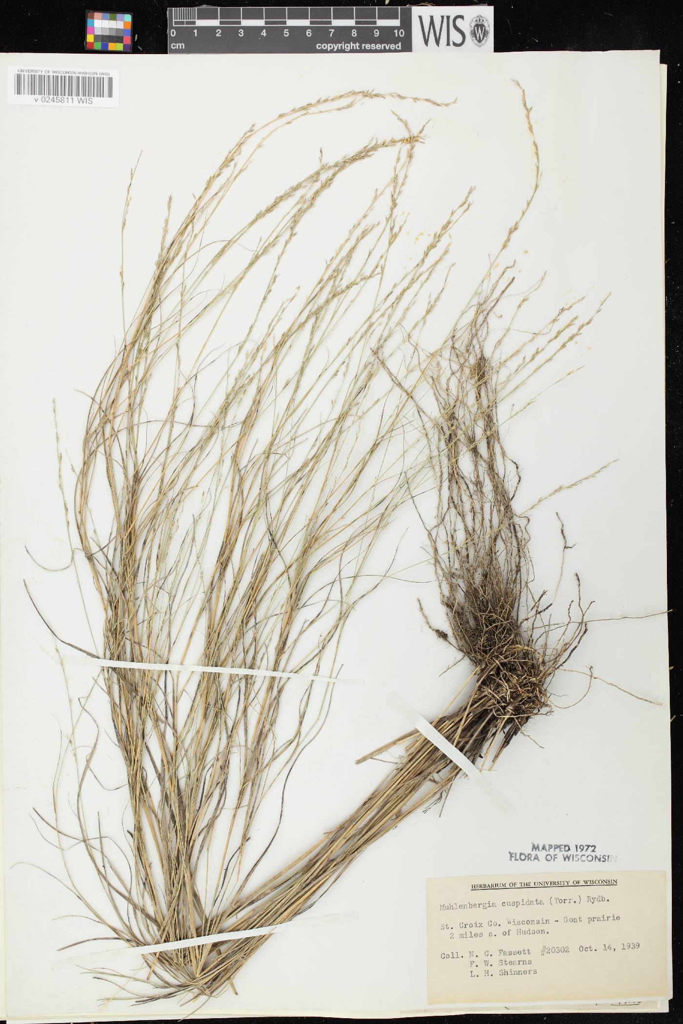 Muhlenbergia cuspidata image