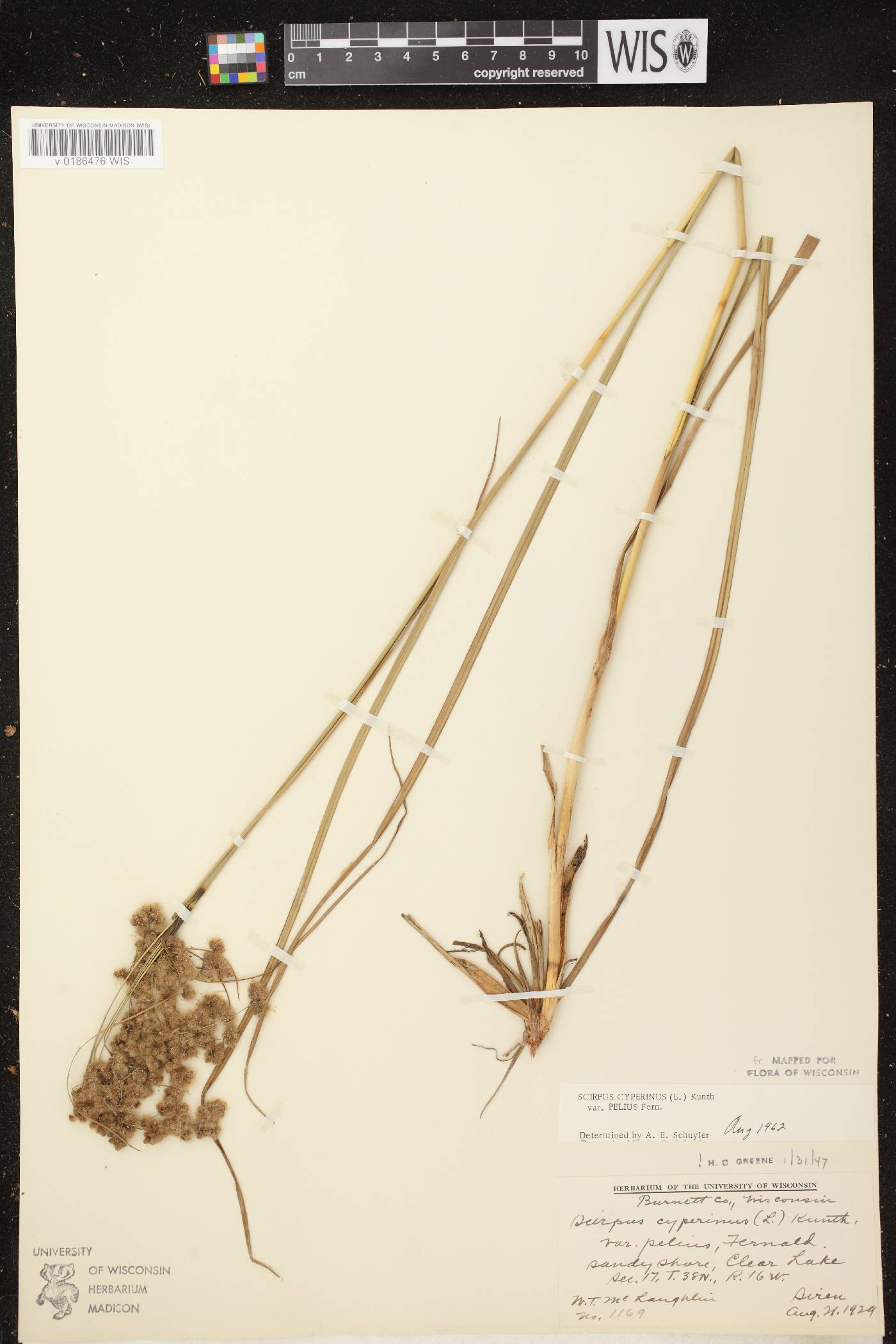 Scirpus cyperinus image