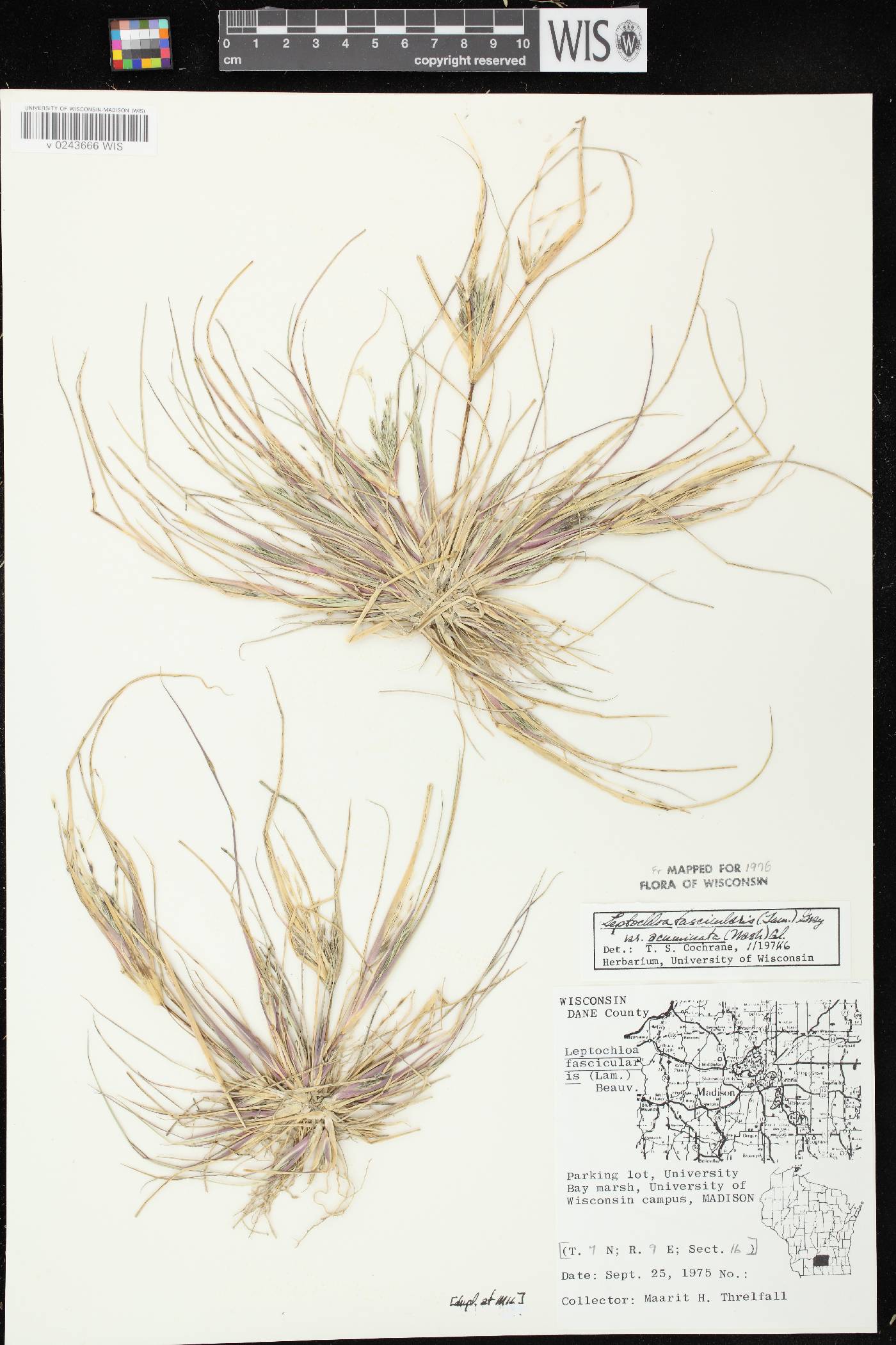 Diplachne fusca subsp. fascicularis image