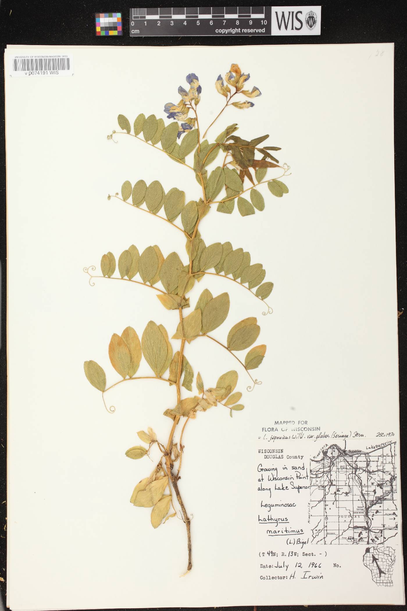 Lathyrus japonicus image