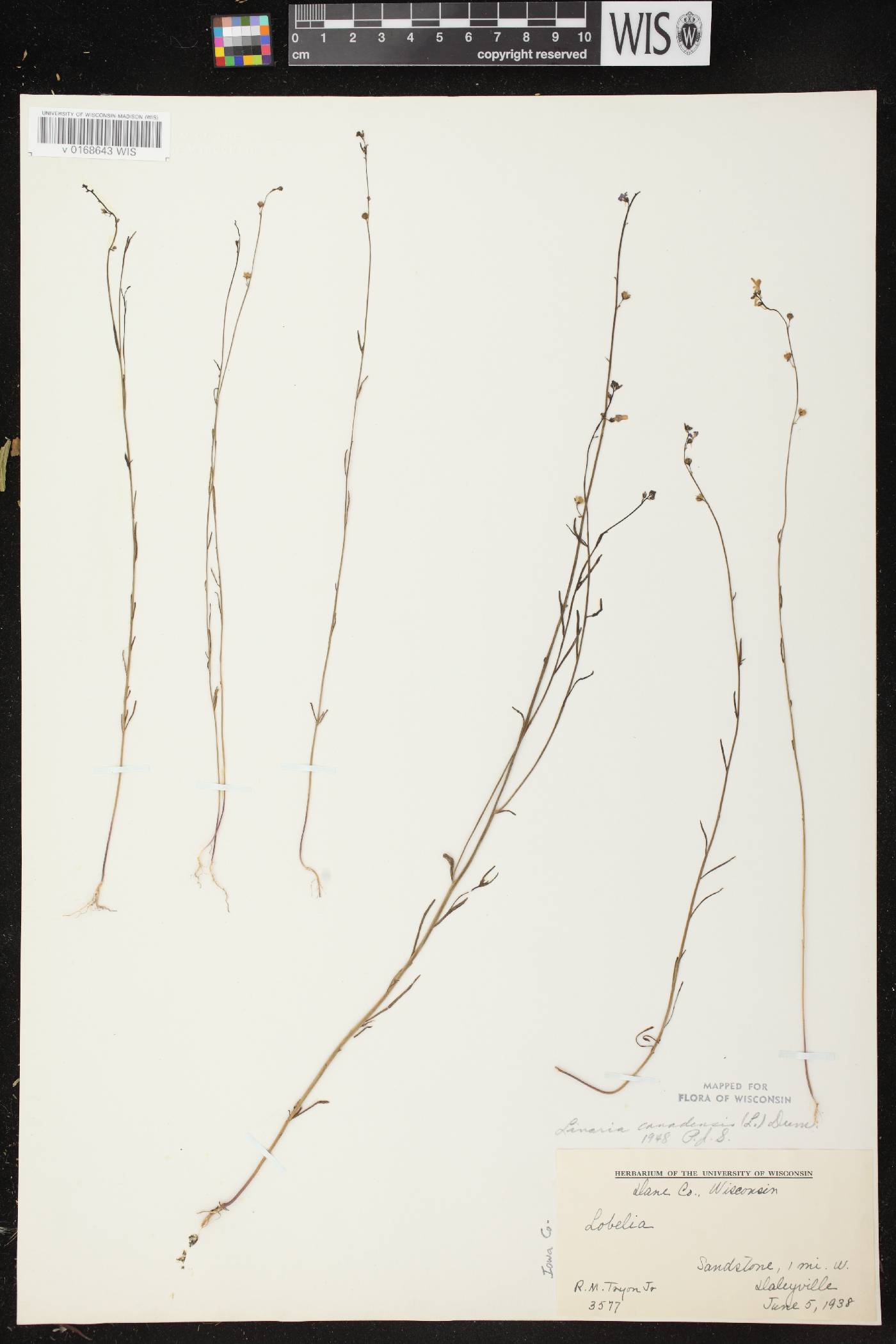Nuttallanthus canadensis image
