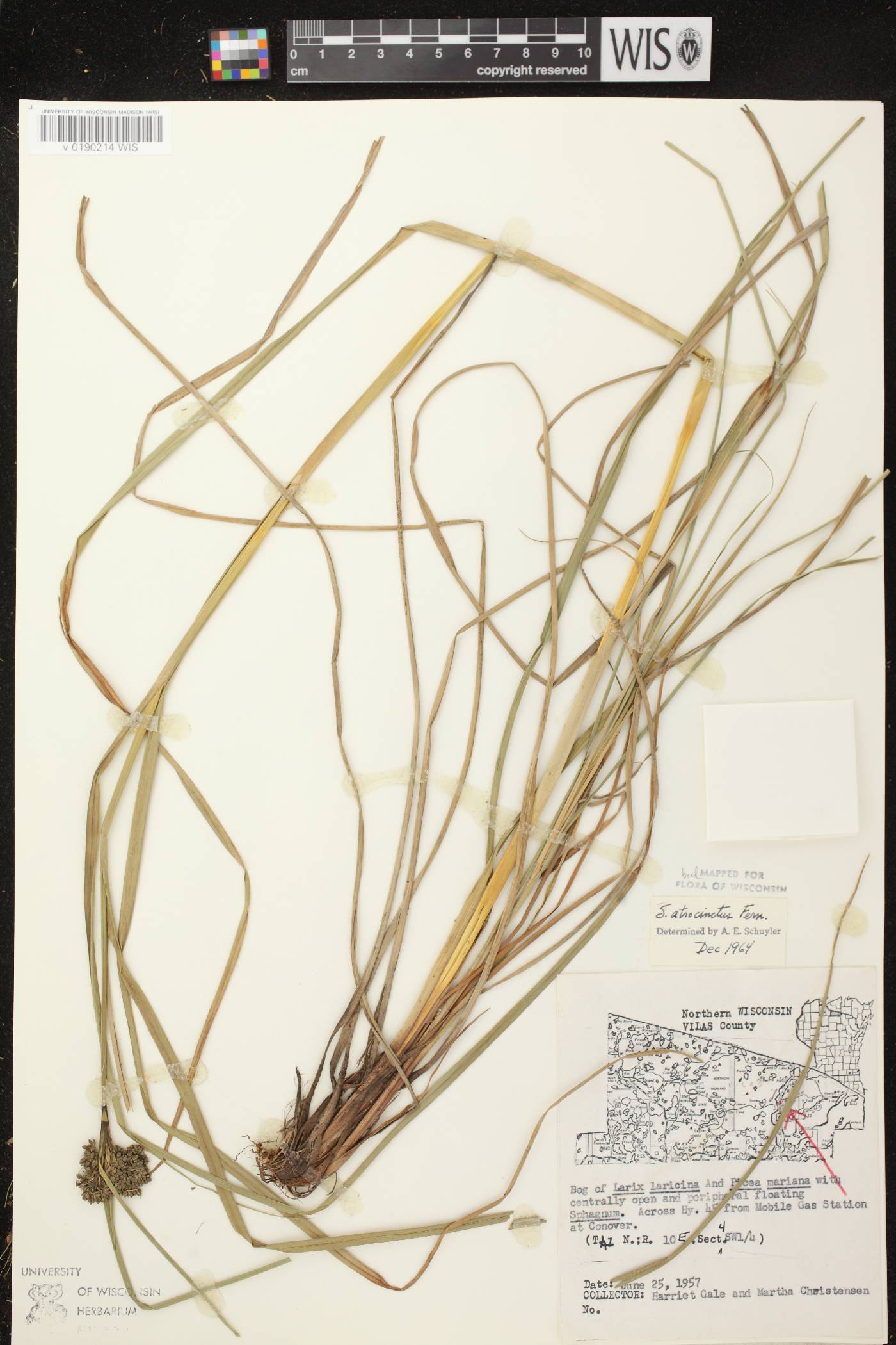 Scirpus atrocinctus image