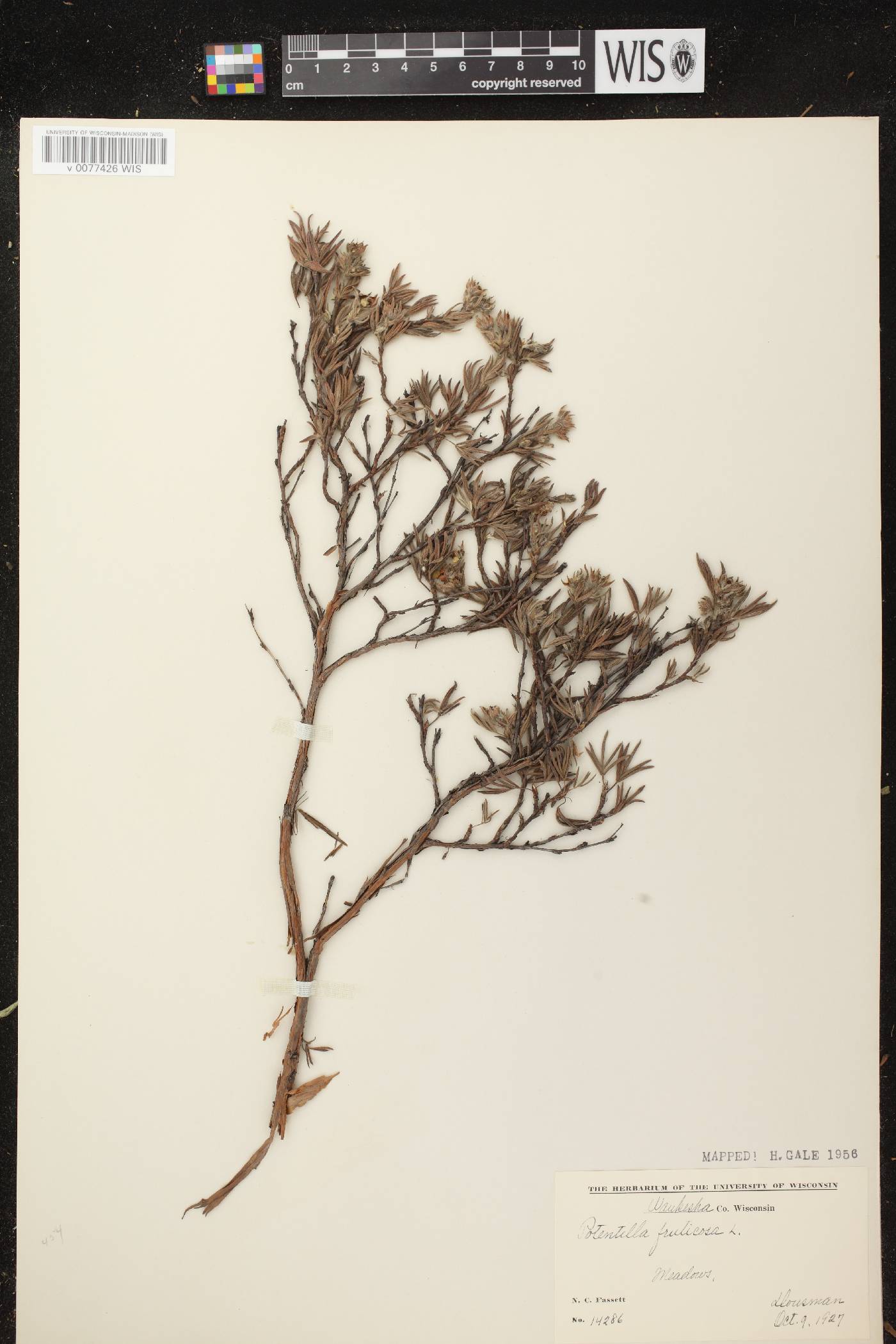 Dasiphora fruticosa image
