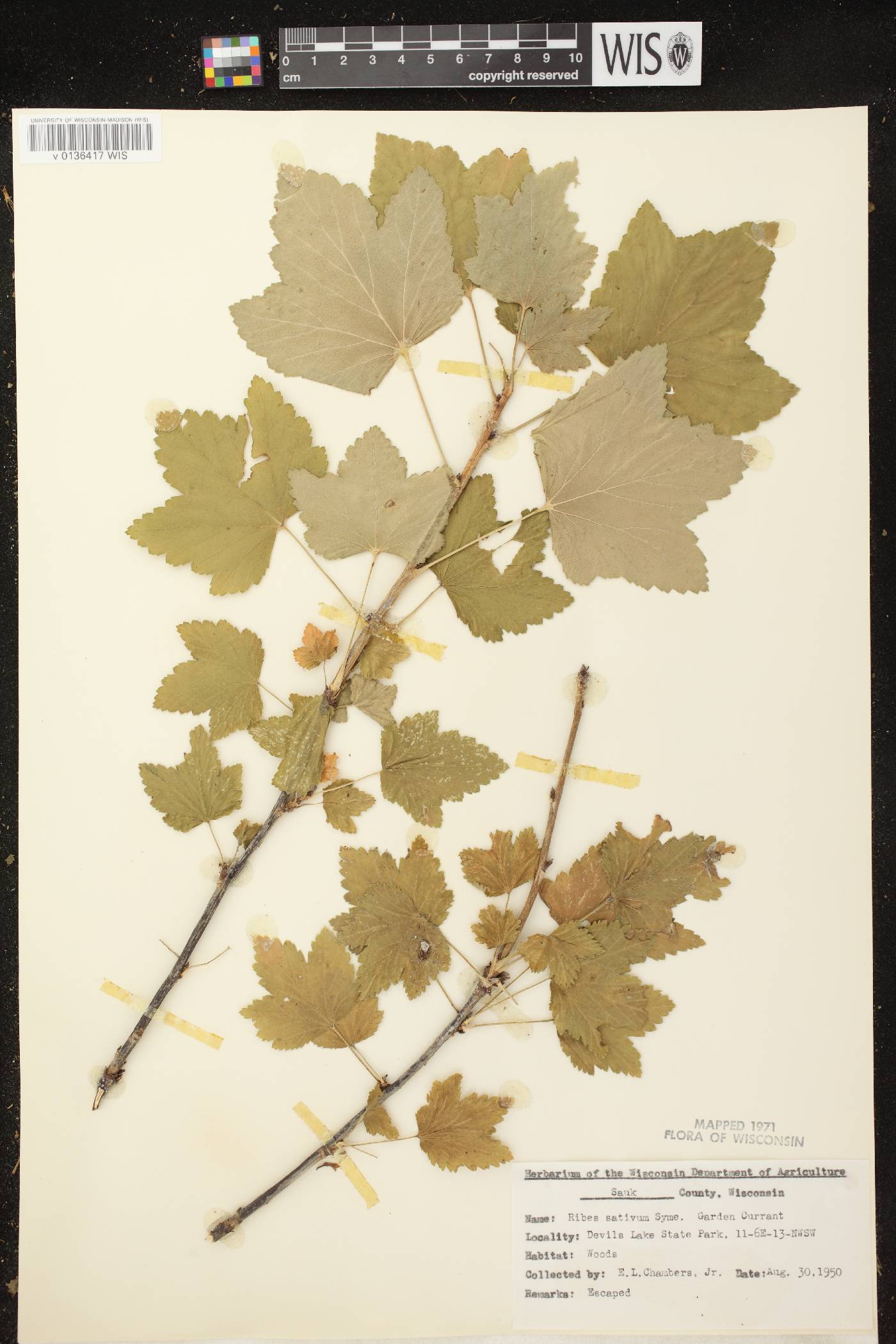 Ribes rubrum image